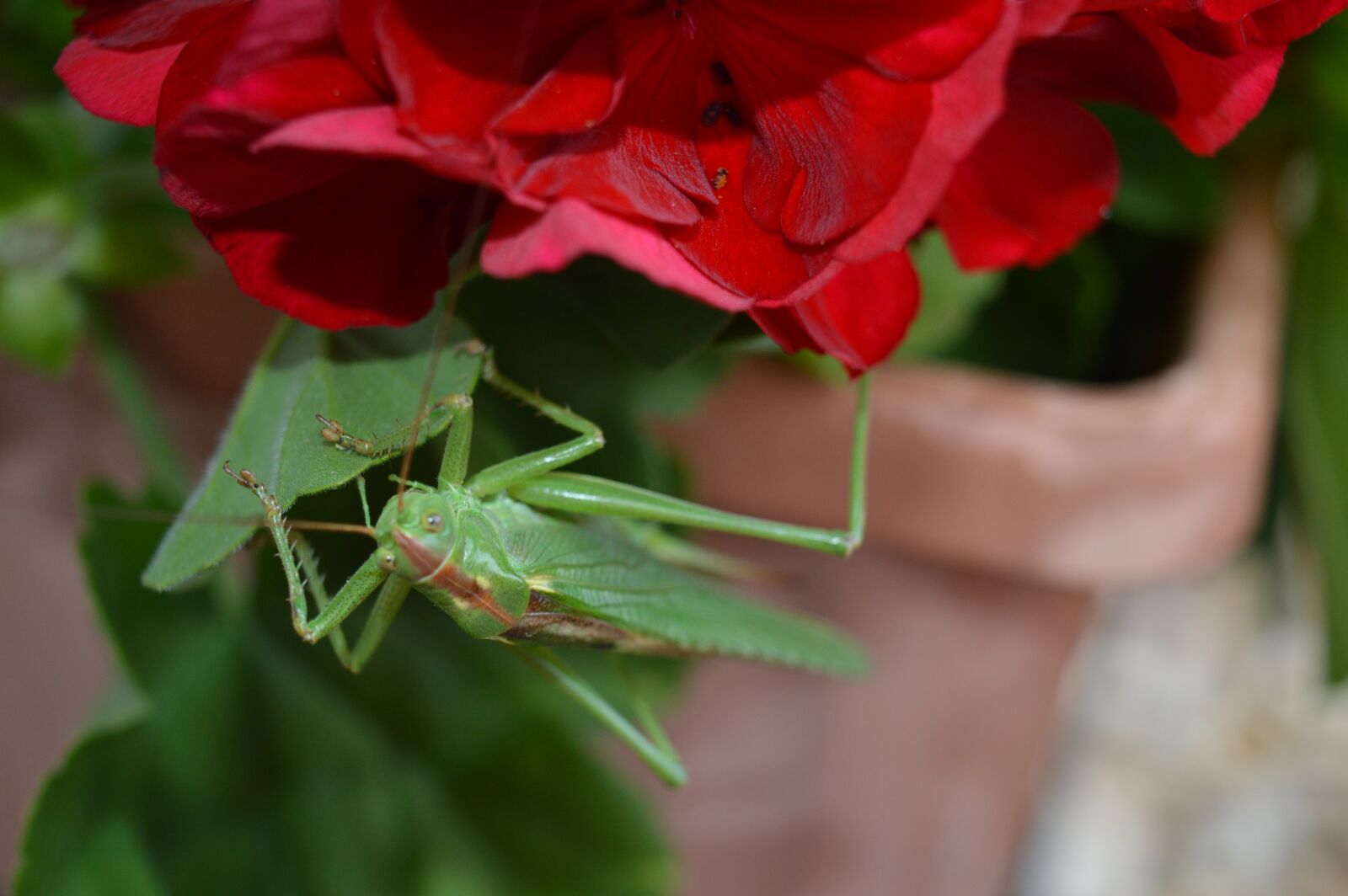 Nikon D3200 sample photo. Grasshoppers, green grasshopper, insect photography