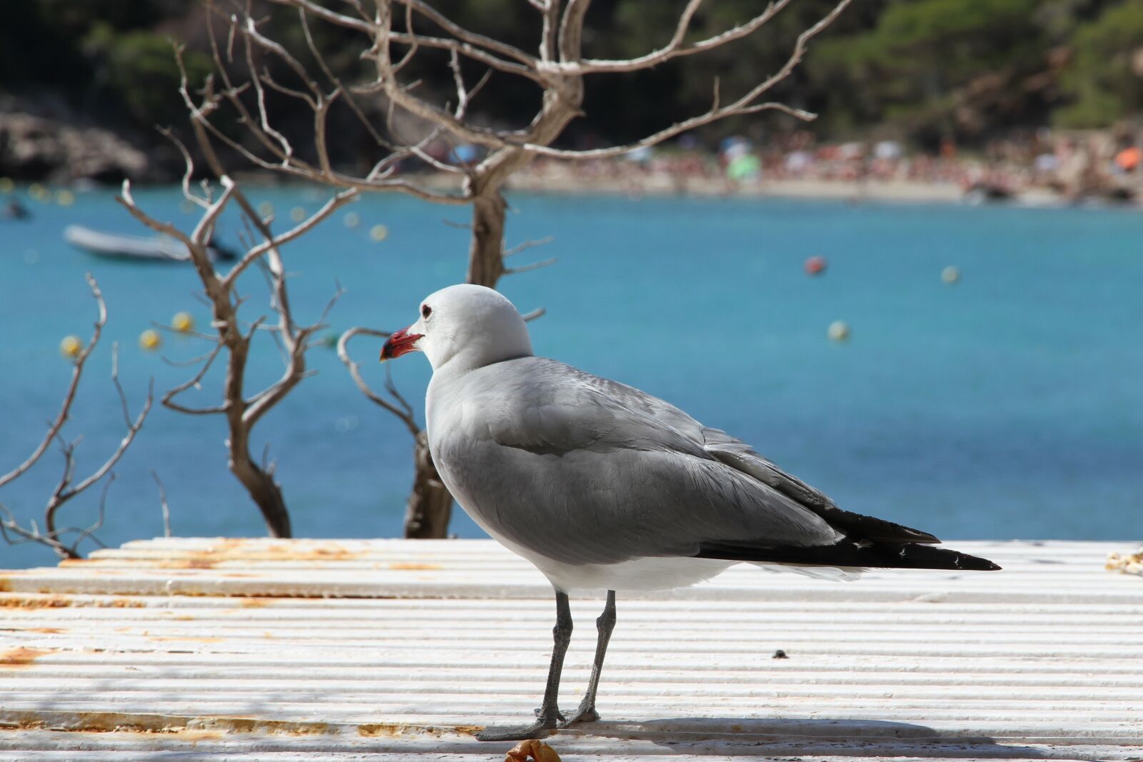 Canon EOS 7D sample photo. Seagull, beach, blue sea photography