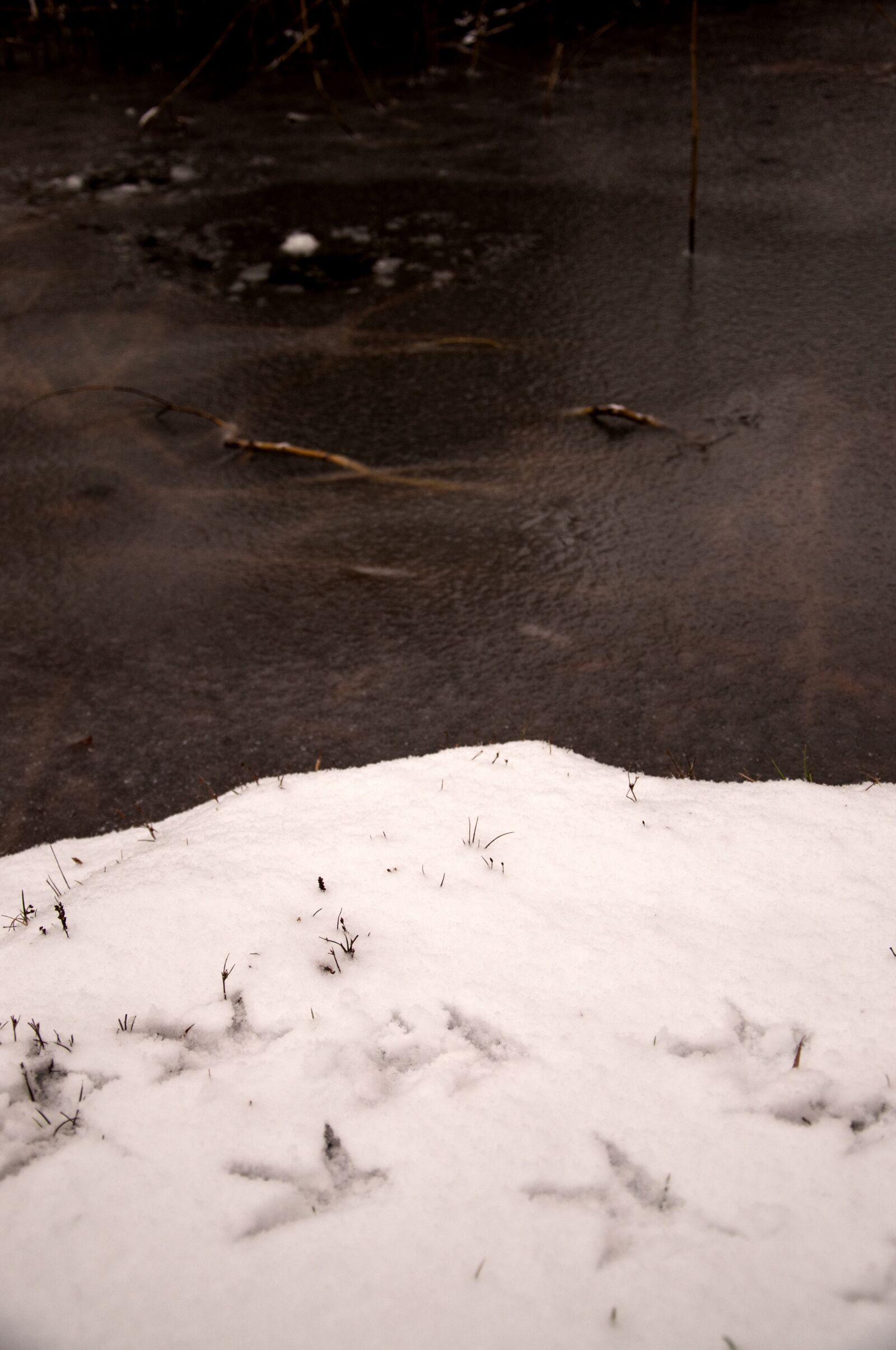 Nikon D90 sample photo. Duck tracks, duck, snow photography