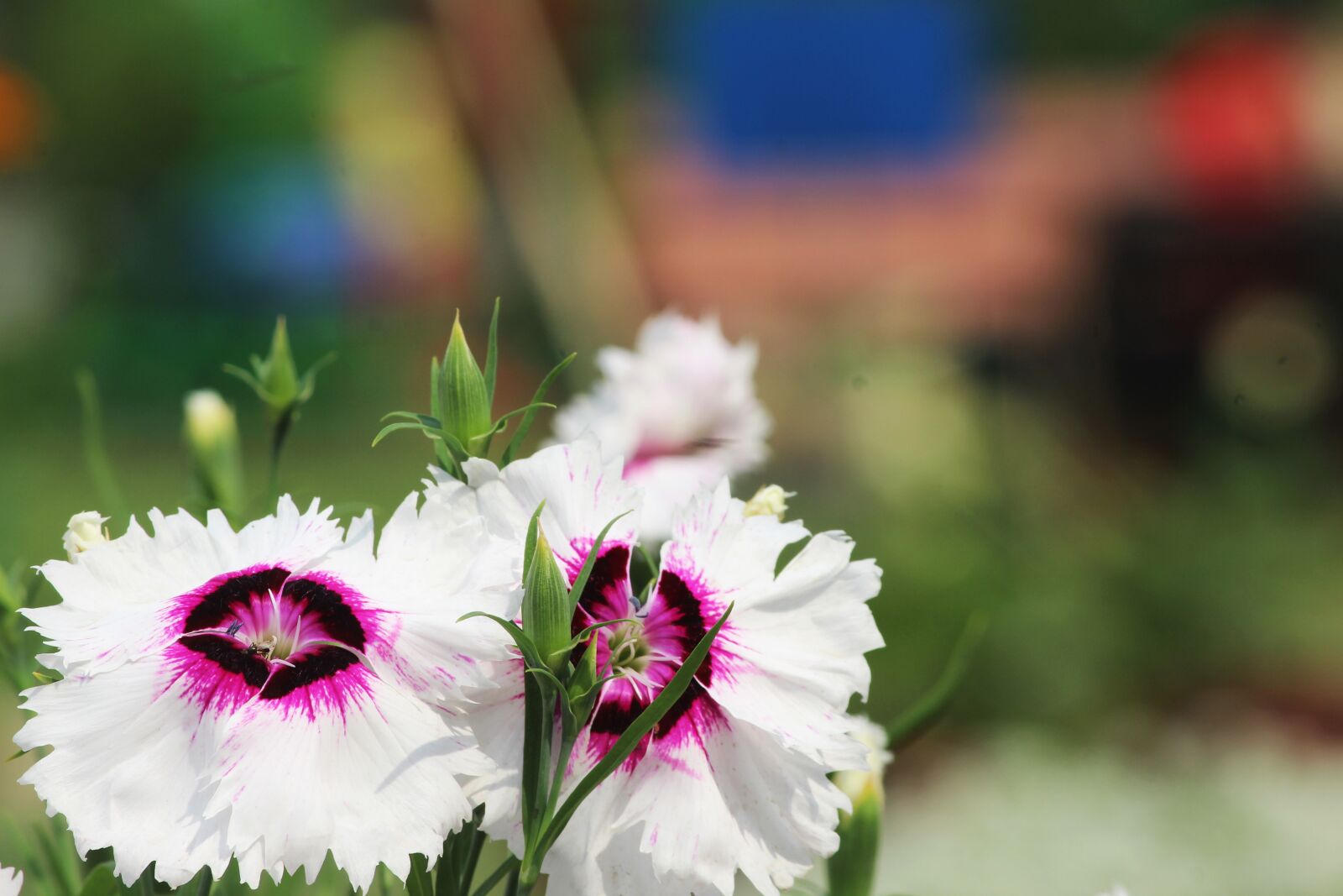 Canon EOS 1200D (EOS Rebel T5 / EOS Kiss X70 / EOS Hi) sample photo. White flower, nature, beautiful photography