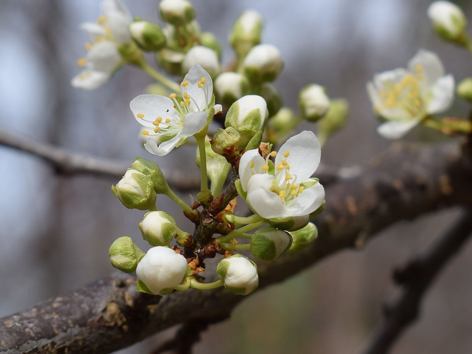 Nikon D3300 sample photo. Cherry blossoms, bud, blossom photography