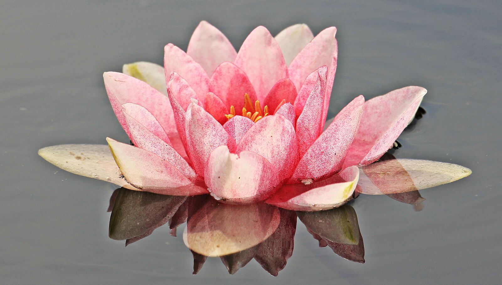 Canon EOS 550D (EOS Rebel T2i / EOS Kiss X4) sample photo. Water lily, nuphar lutea photography
