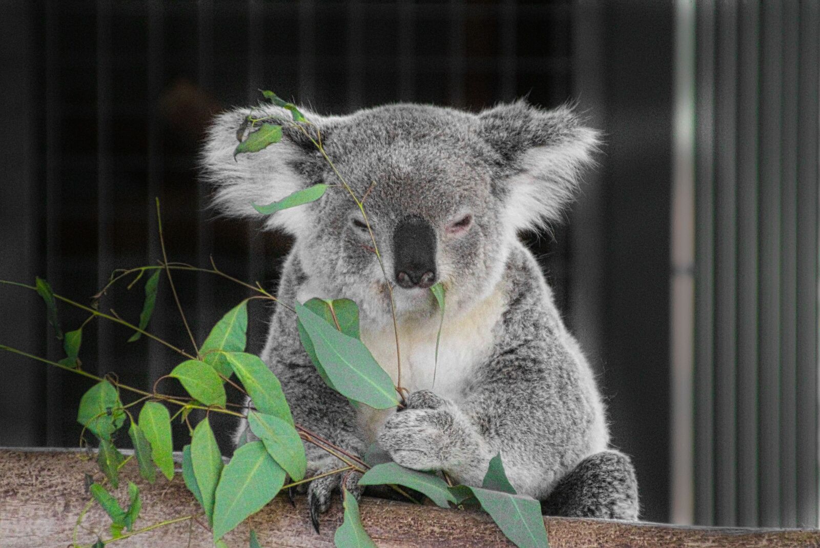 Canon EOS 700D (EOS Rebel T5i / EOS Kiss X7i) sample photo. Koala, marsupial, australia photography