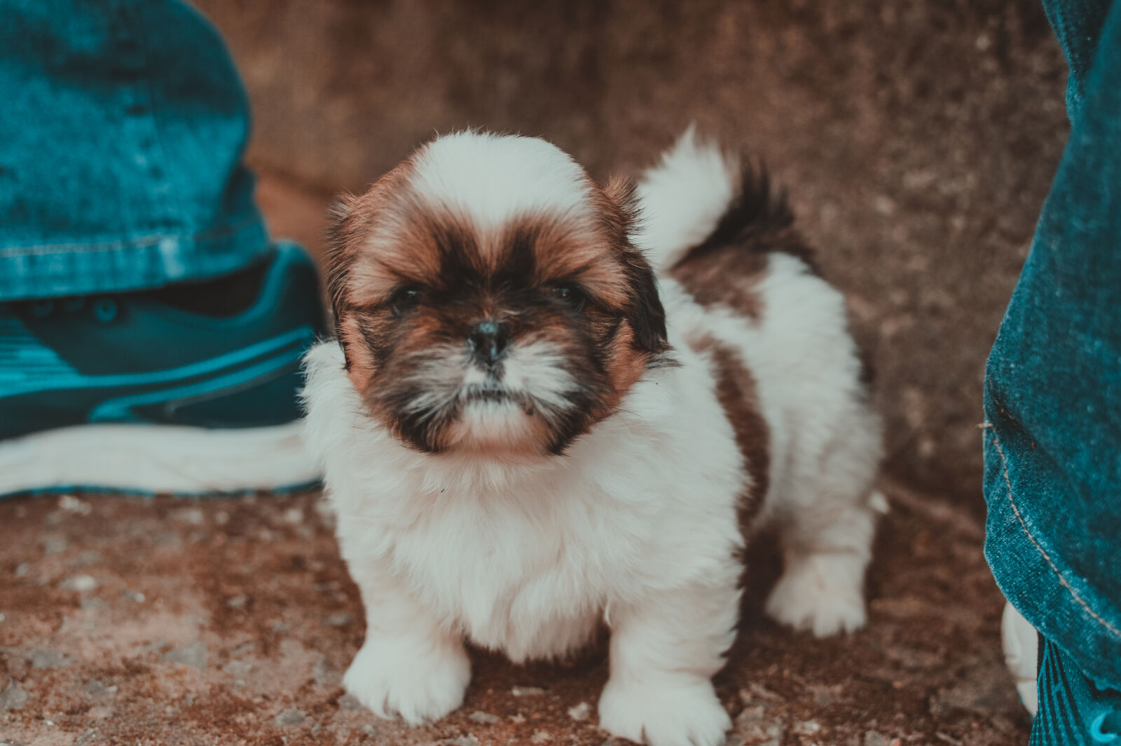 Nikon D3200 + Nikon AF-S DX Nikkor 35mm F1.8G sample photo. Animal, blur, canine, close photography
