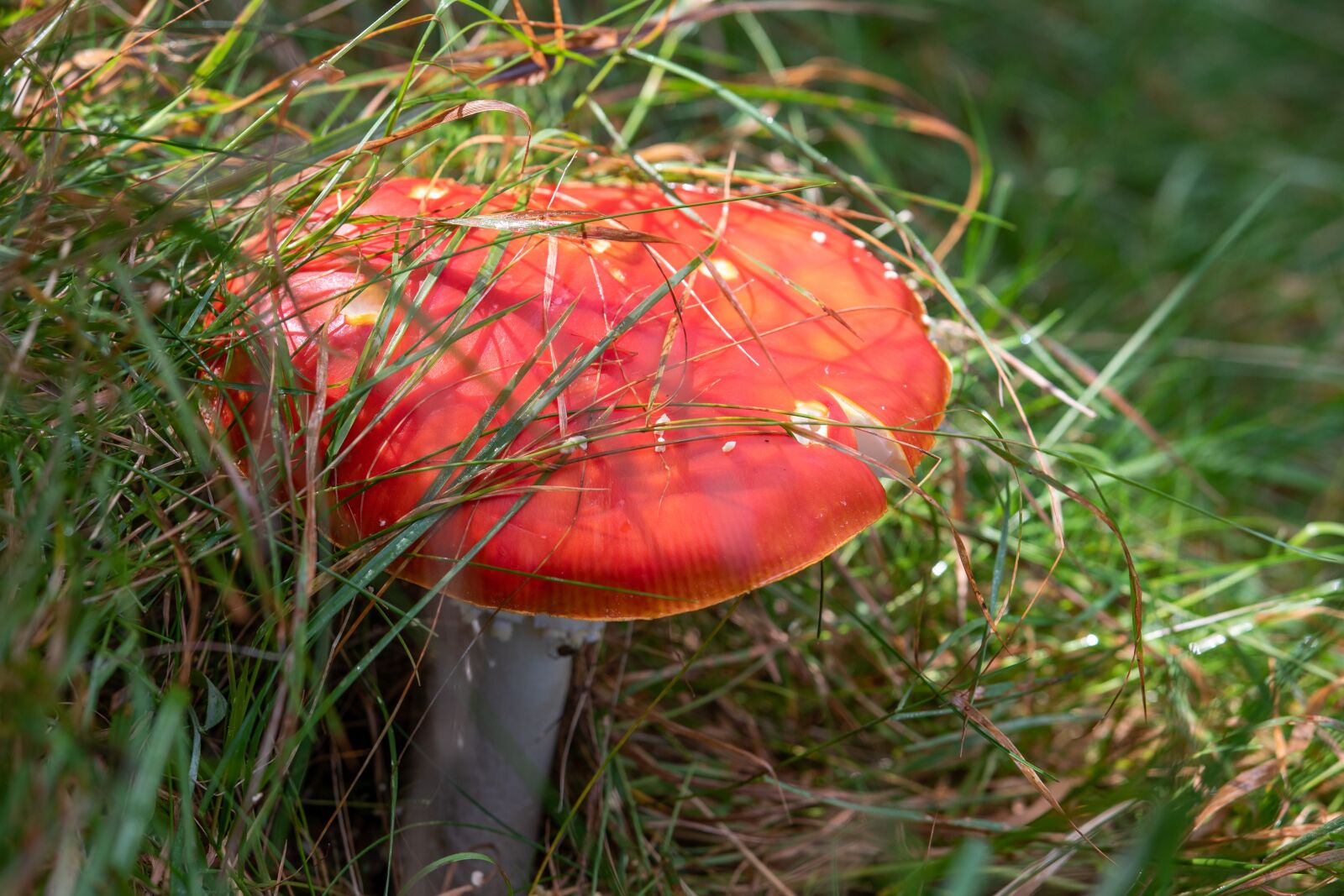 Nikon D5500 sample photo. Mushroom, grass, nature photography