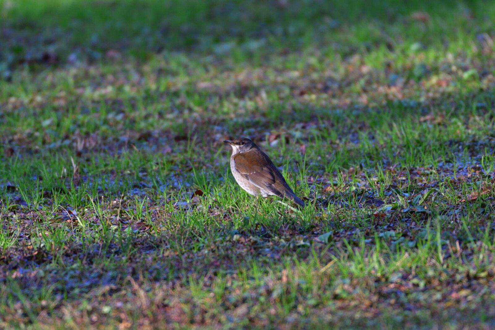 Nikon D500 sample photo. Natural, wild animals, bird photography