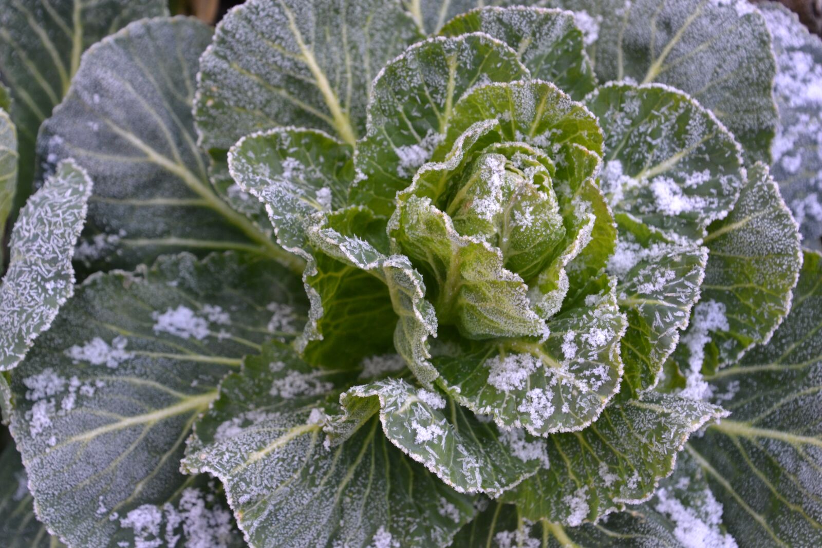 Nikon D3100 sample photo. Kohl, vegetables, kale photography