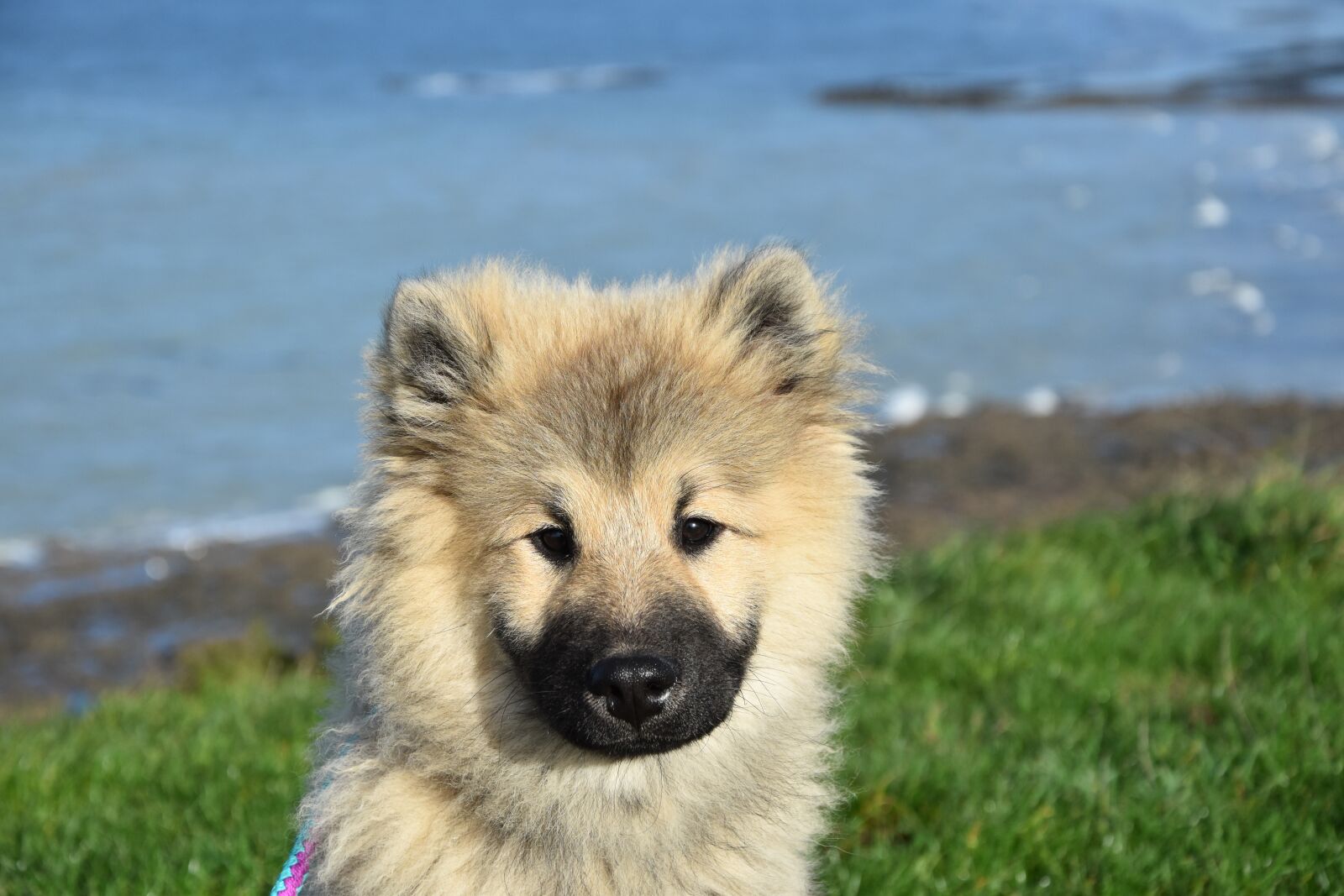 Nikon D5600 sample photo. Dog, dog portrait, dog photography