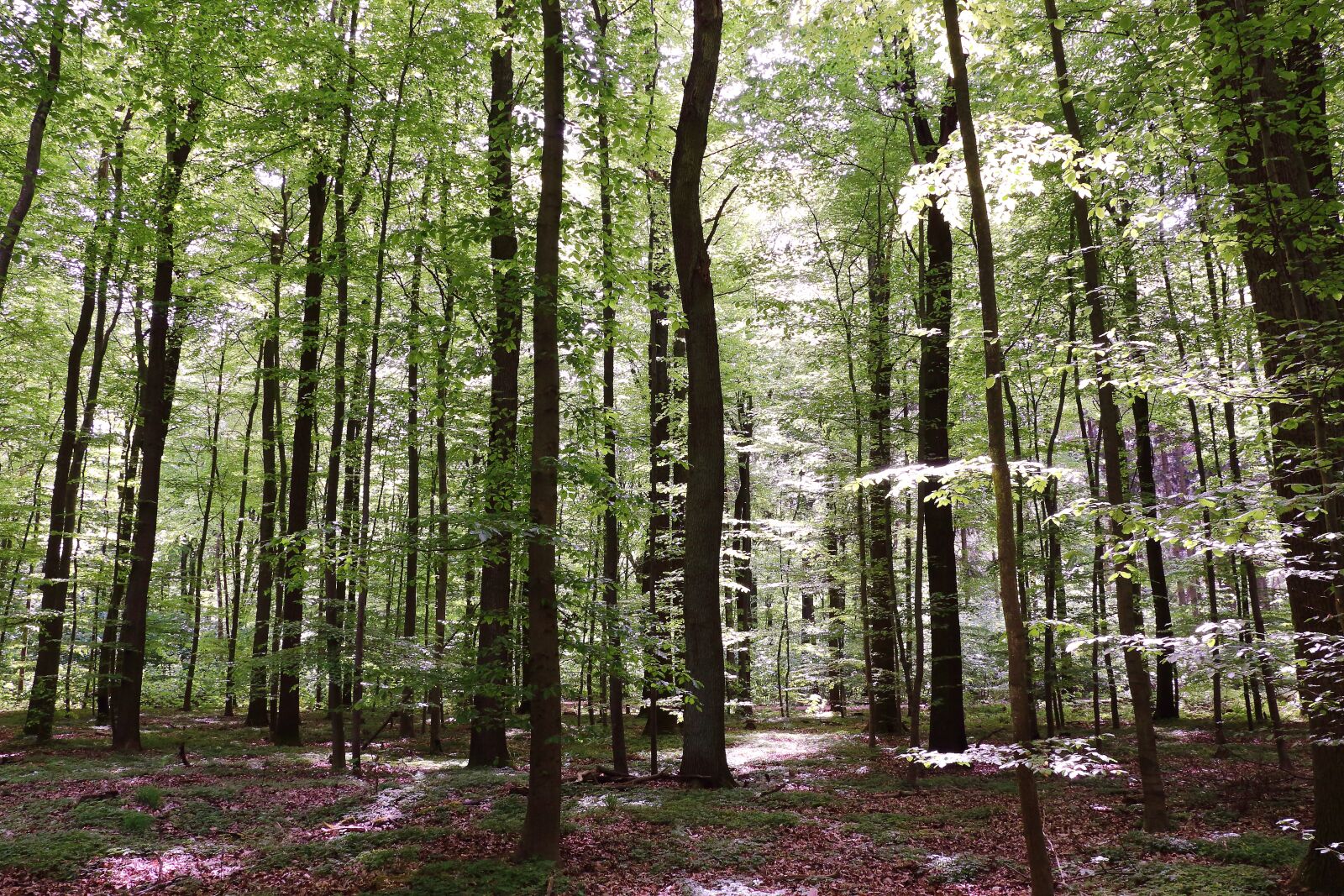 Canon EOS 700D (EOS Rebel T5i / EOS Kiss X7i) sample photo. Forest, beech wood, trees photography