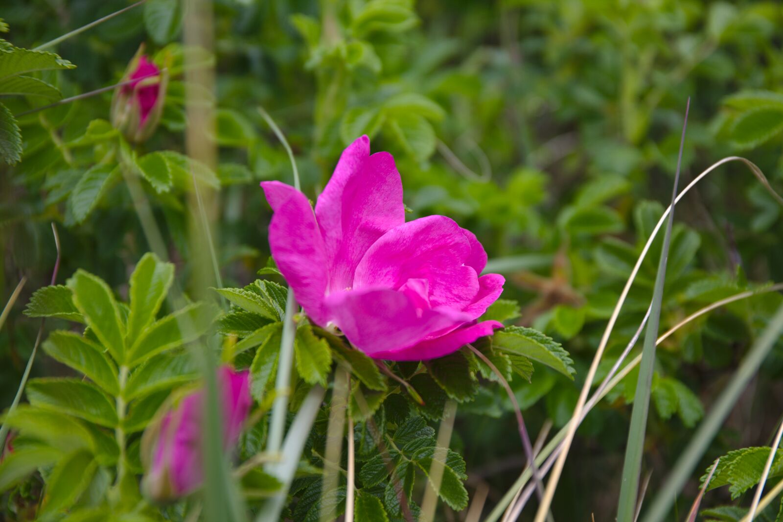 Canon EOS 5D Mark II sample photo. Flower, beach, holidays photography