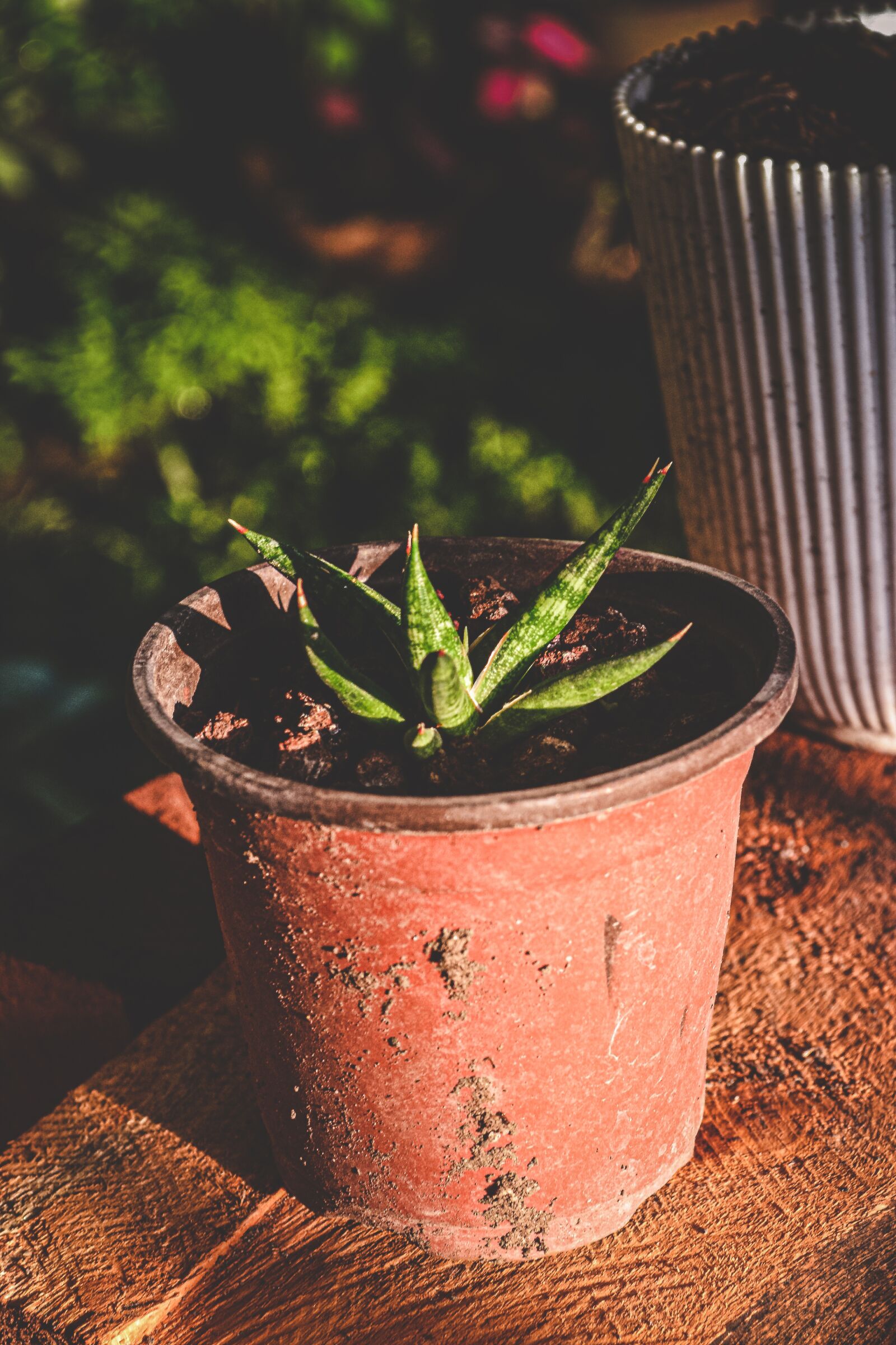 Nikon D3100 sample photo. Nature, flower, cactus photography
