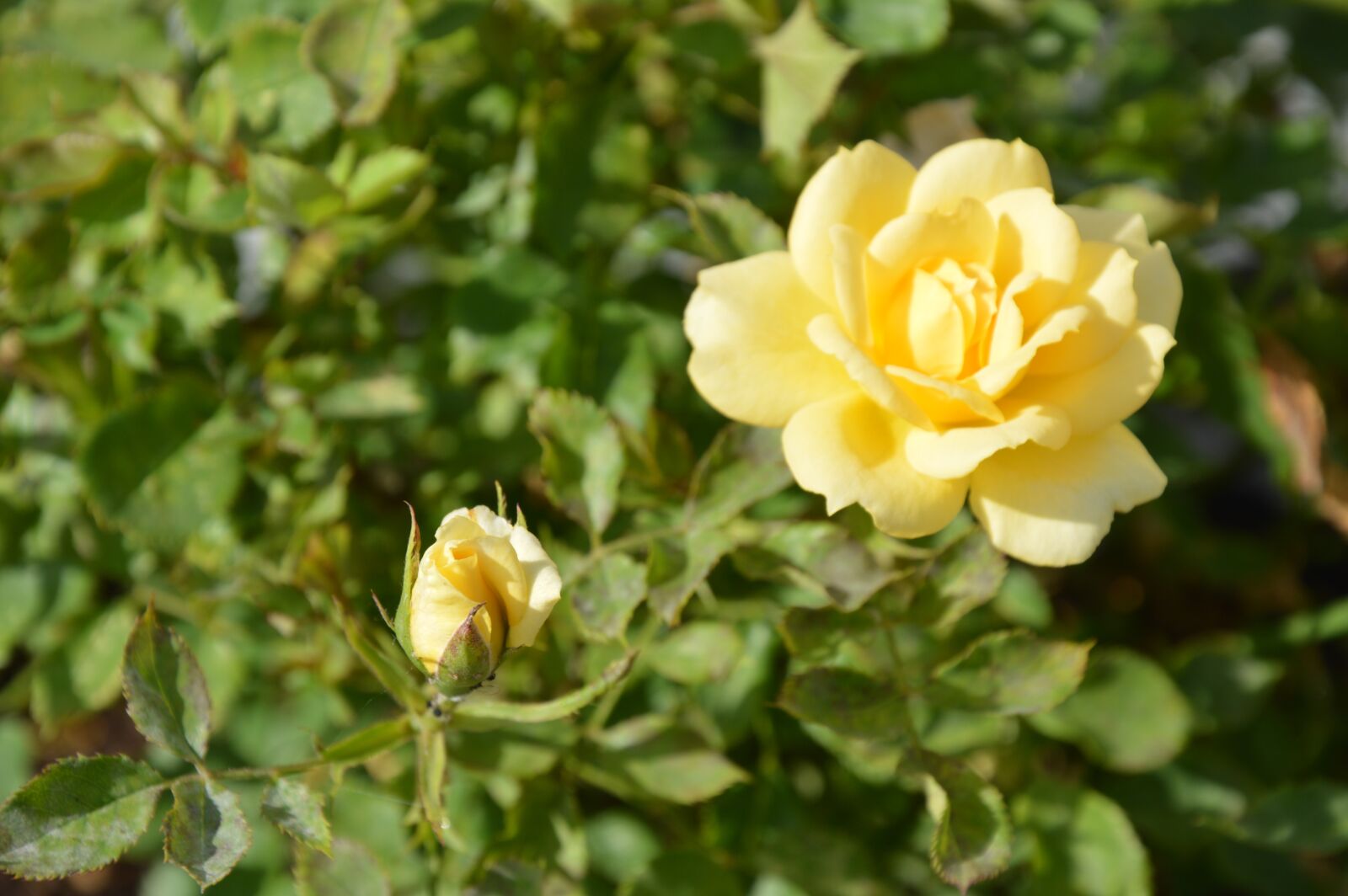 Nikon D3200 sample photo. Rose, yellow, plant photography