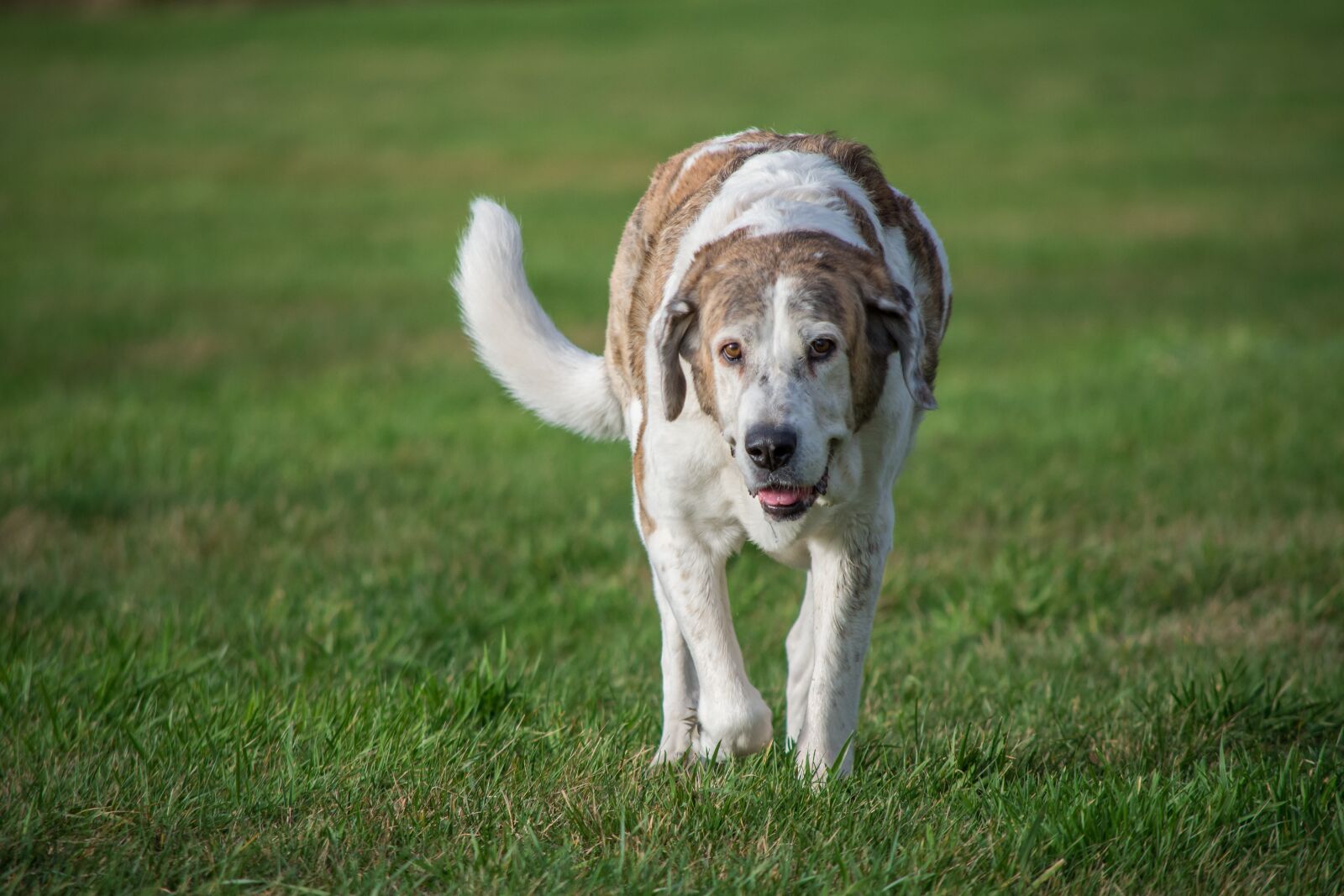 Nikon D7200 sample photo. Grass, animal, mammal photography