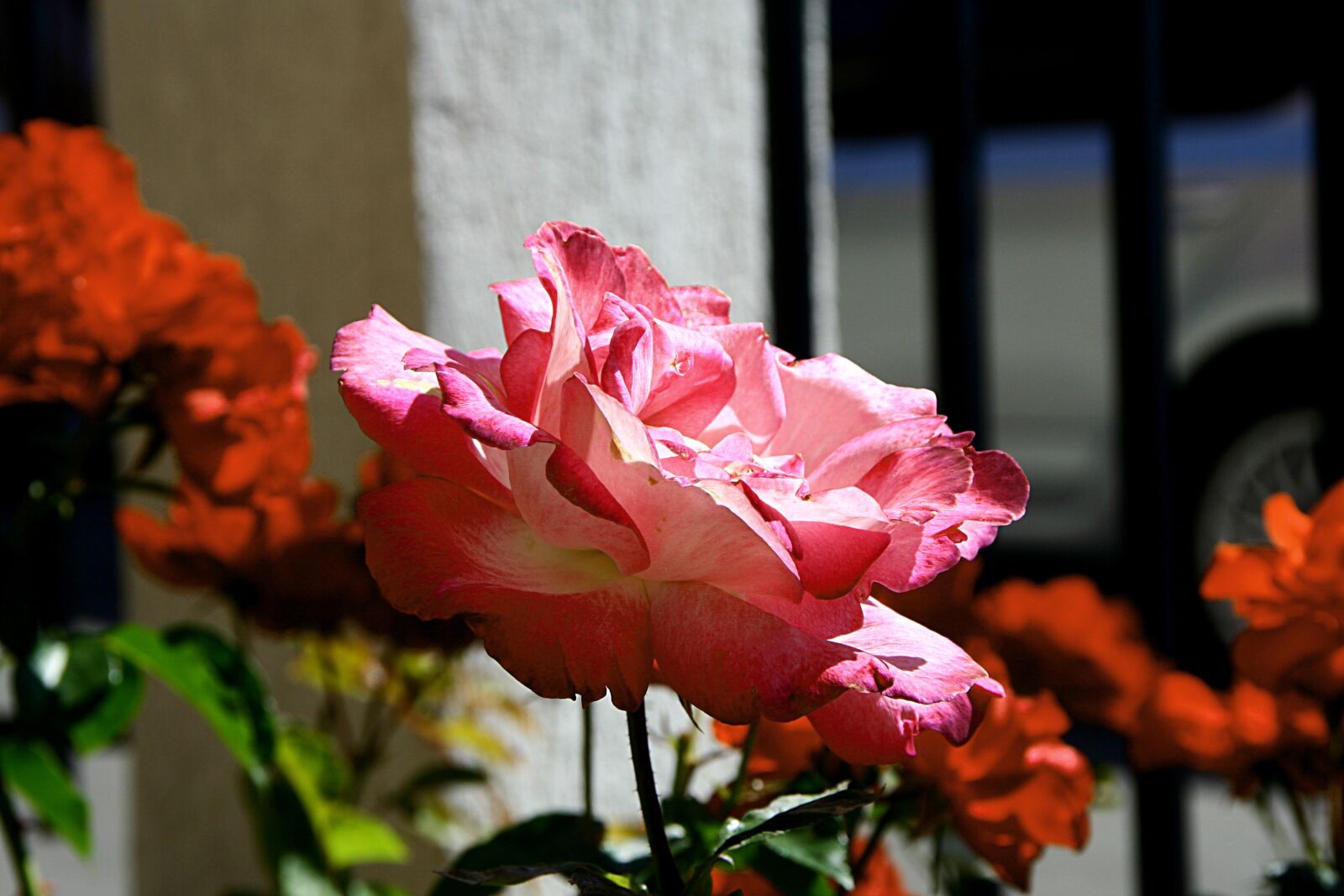 Canon EOS 350D (EOS Digital Rebel XT / EOS Kiss Digital N) sample photo. Flowers, macro, praying mantis photography