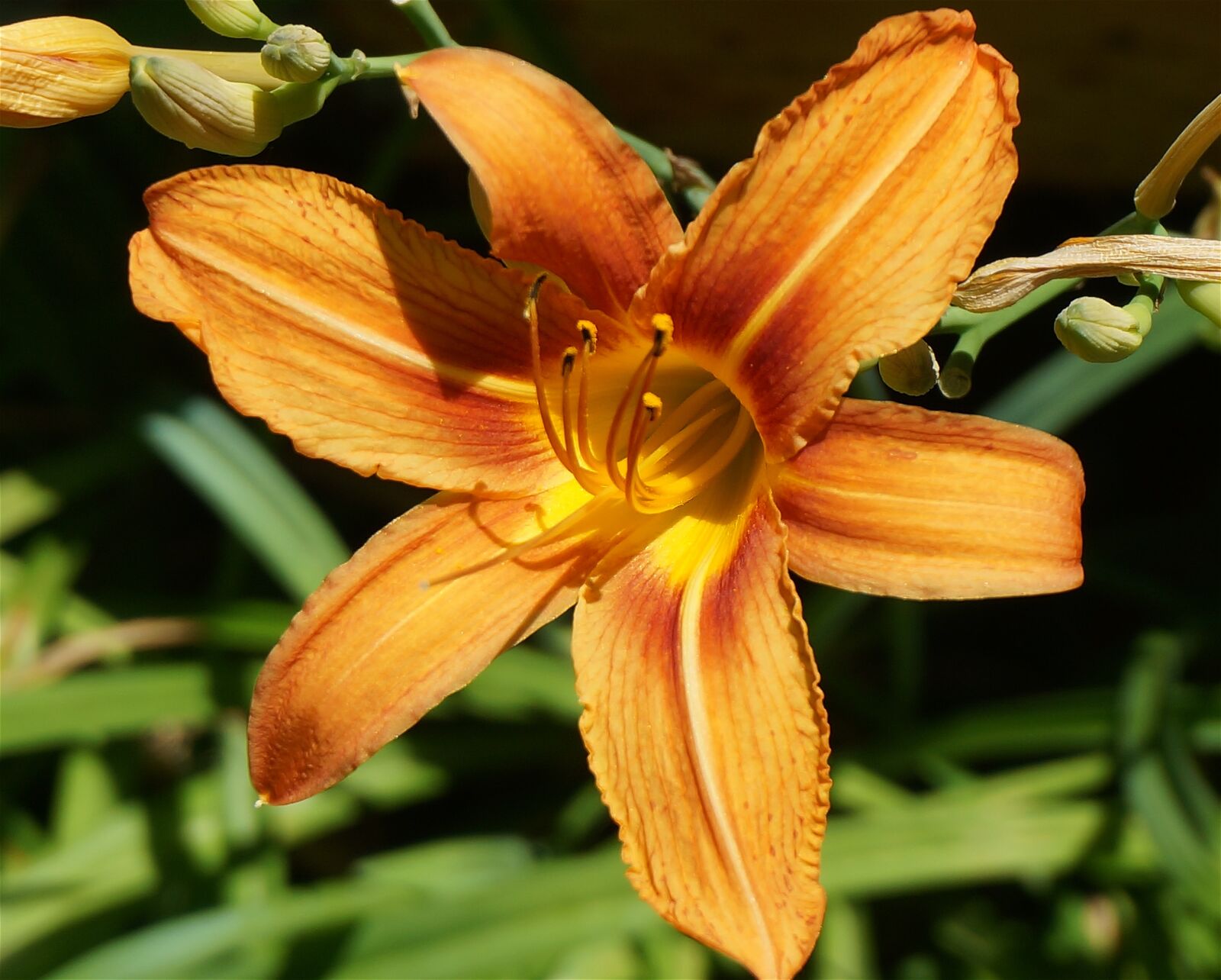 Sony Alpha NEX-5T sample photo. Day lily, lily, flower photography