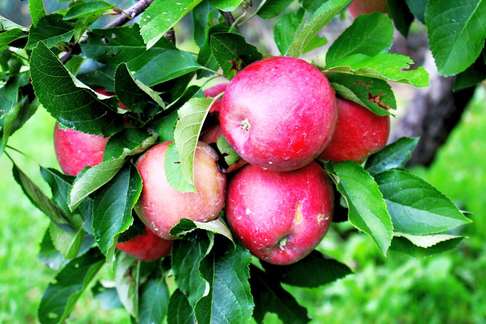 Canon EOS 700D (EOS Rebel T5i / EOS Kiss X7i) sample photo. Apples, fruit, foliage photography