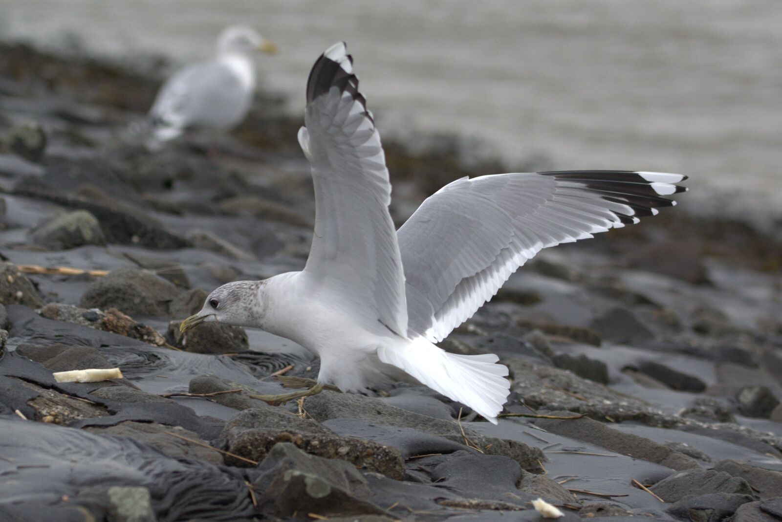 Nikon D5200 sample photo. Seagull, herring gull, bread photography