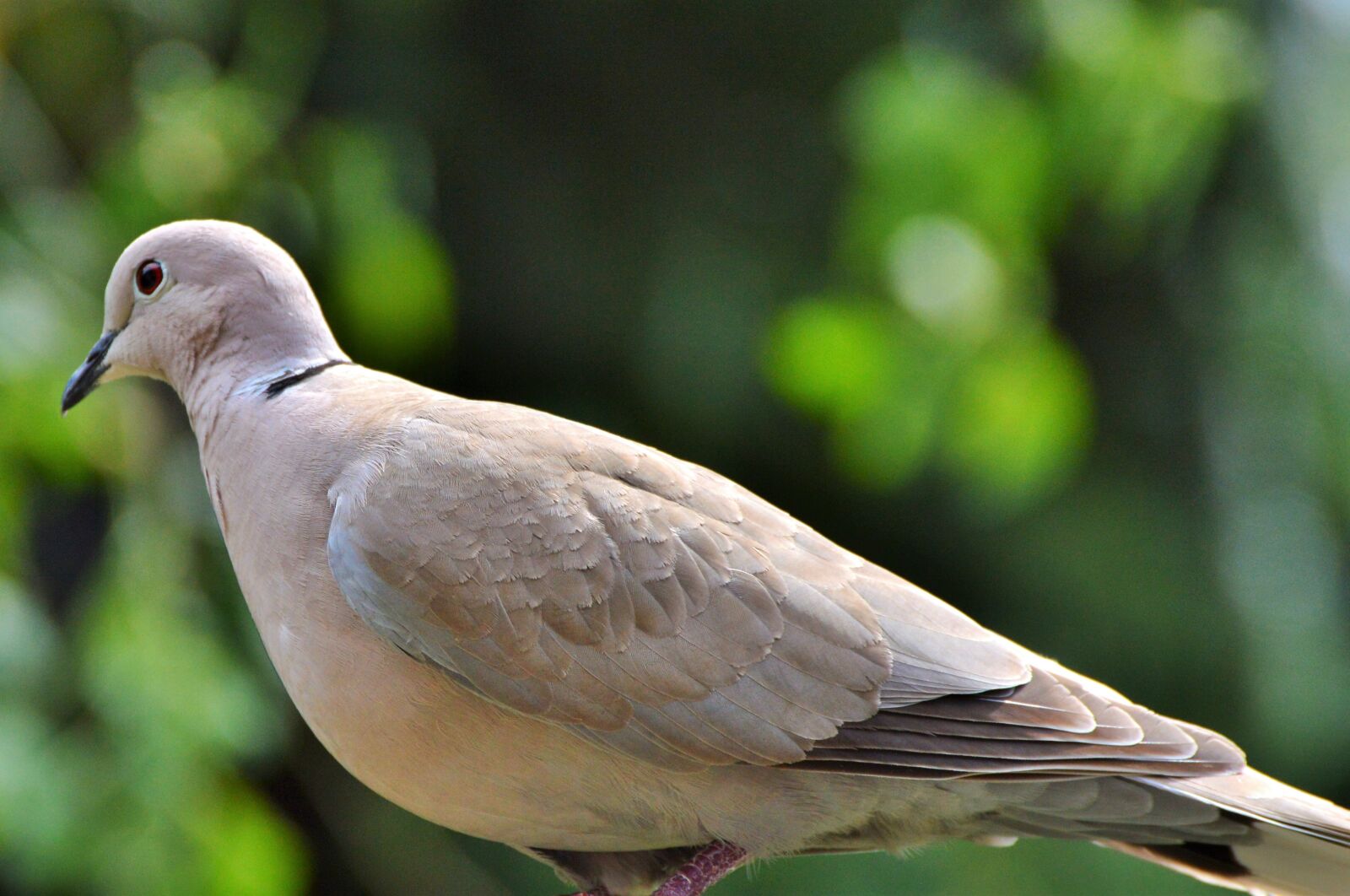 Nikon D3200 sample photo. Dove, collared, bird photography