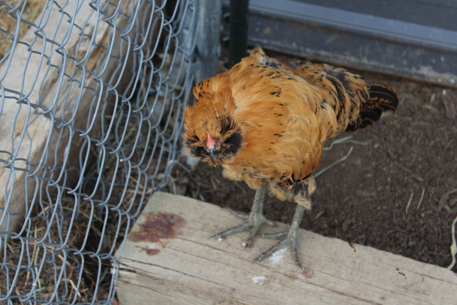 Canon EOS 1200D (EOS Rebel T5 / EOS Kiss X70 / EOS Hi) sample photo. Chicken, fence, farm photography