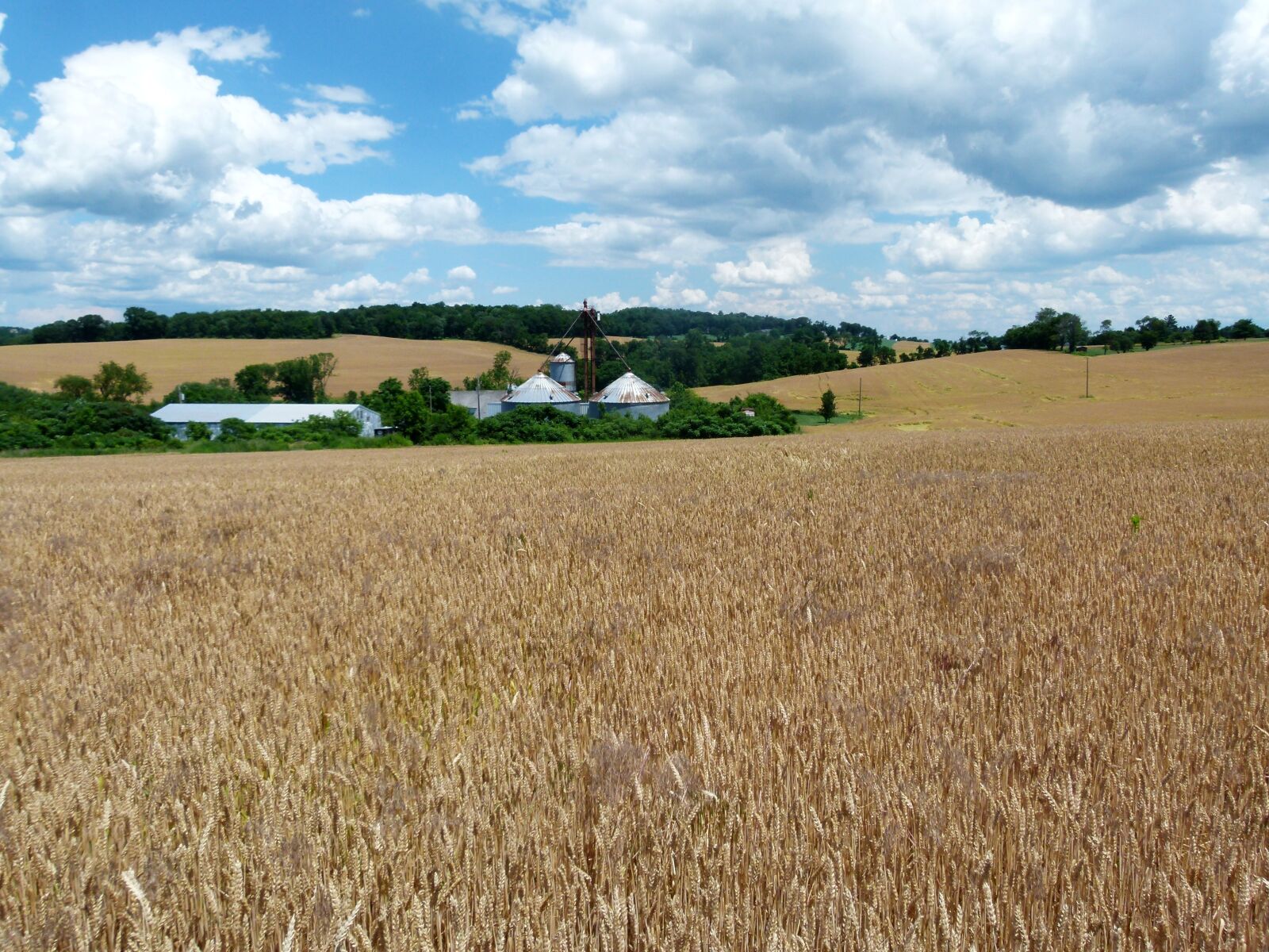 Panasonic Lumix DMC-FZ100 sample photo. Farm, wheat, grain photography