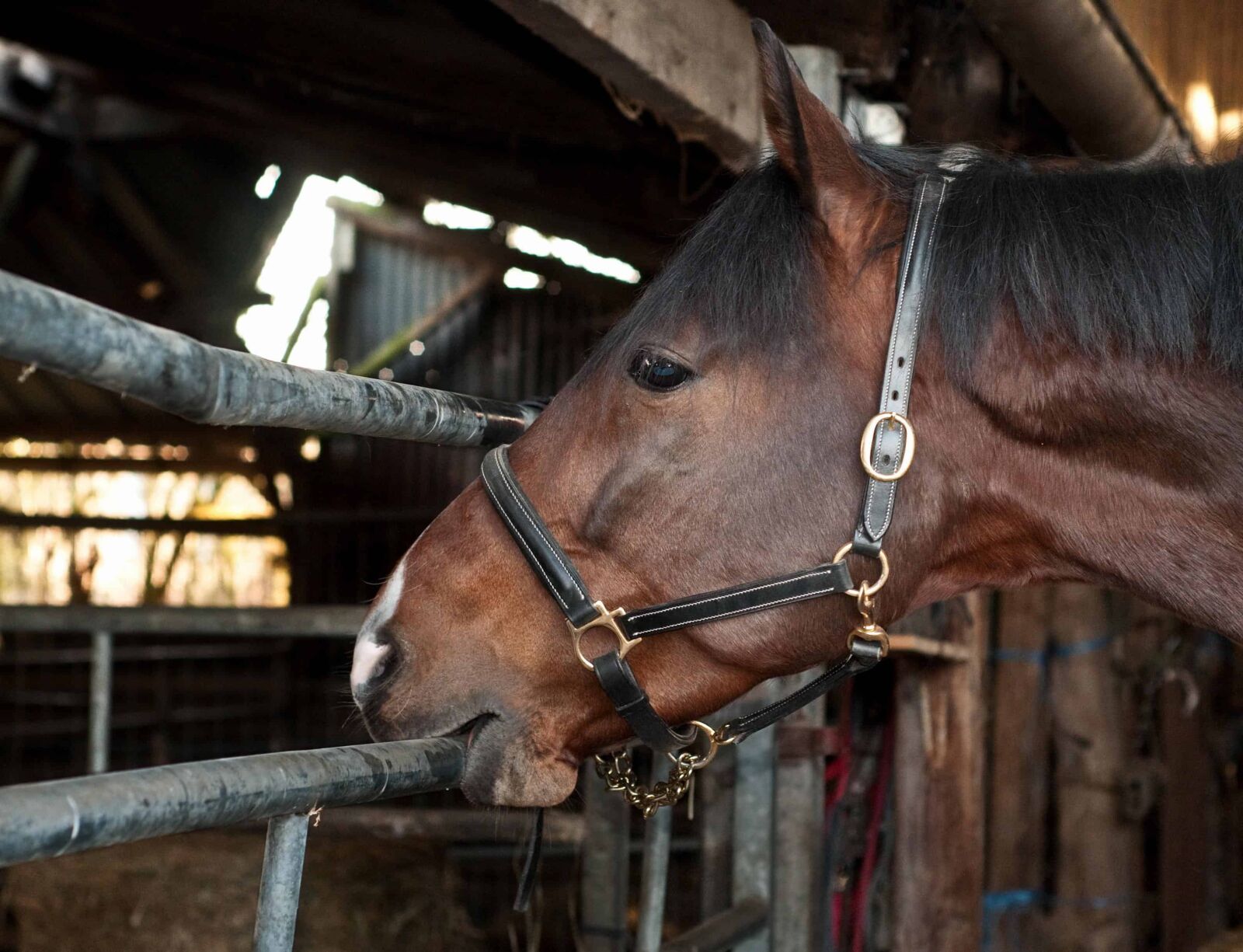 Nikon D300 sample photo. Livestock, brown horse, portrait photography