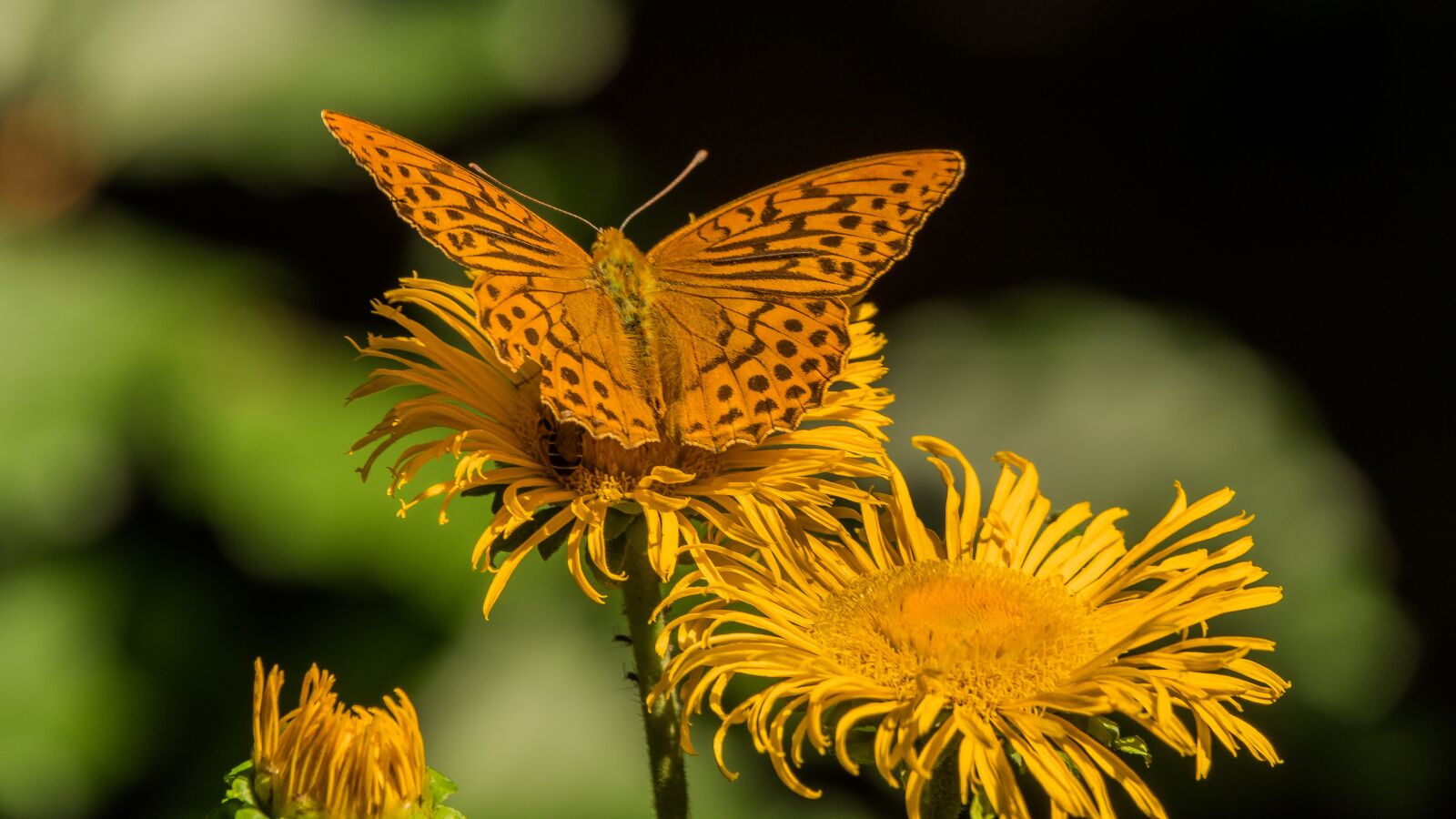 Sony Cyber-shot DSC-RX10 IV sample photo. Butterfly, flower, plant photography