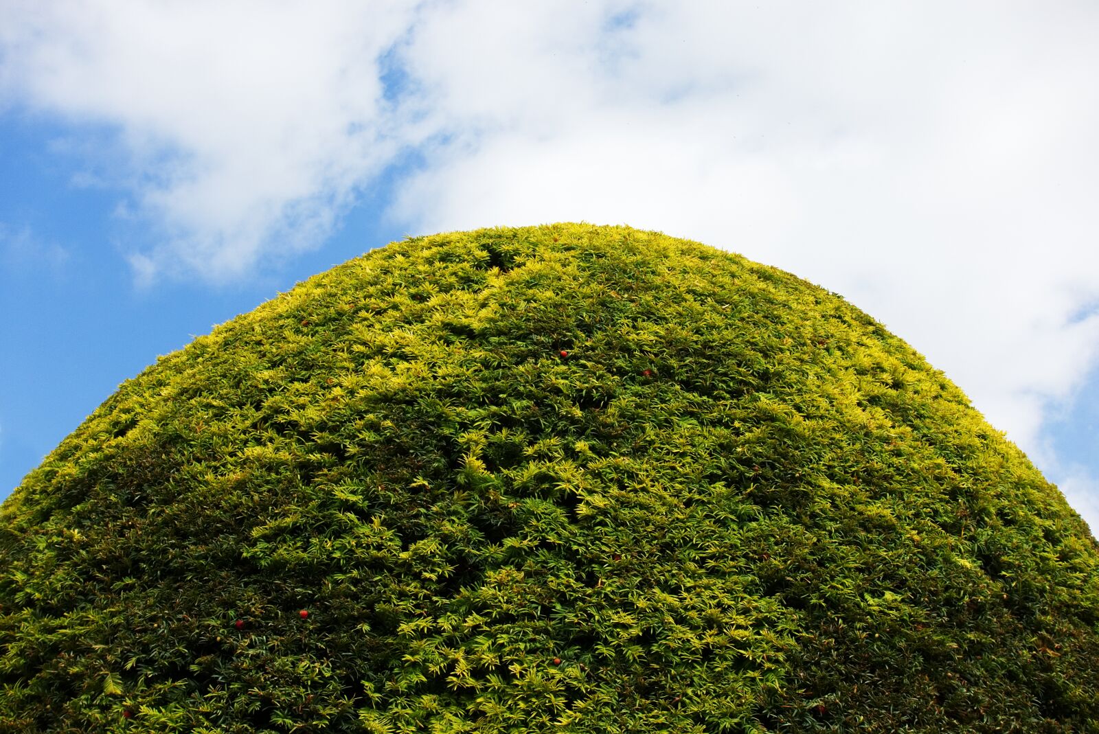 Sony DSC-RX100M5 sample photo. Hedge, round, topiary photography