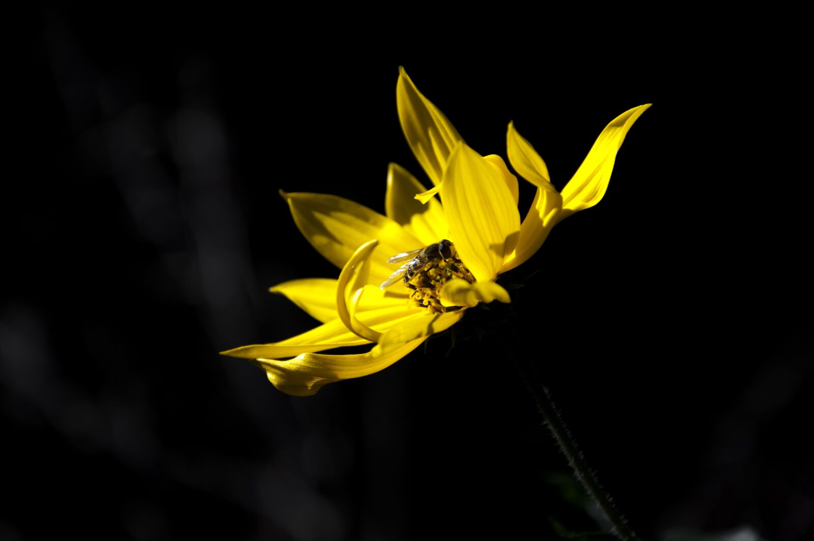 Nikon D90 sample photo. Nature, flower, plant photography
