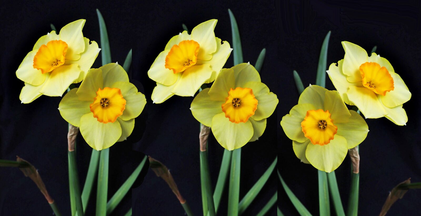 Olympus TG-5 sample photo. Flowers, daffodils, narcissus photography