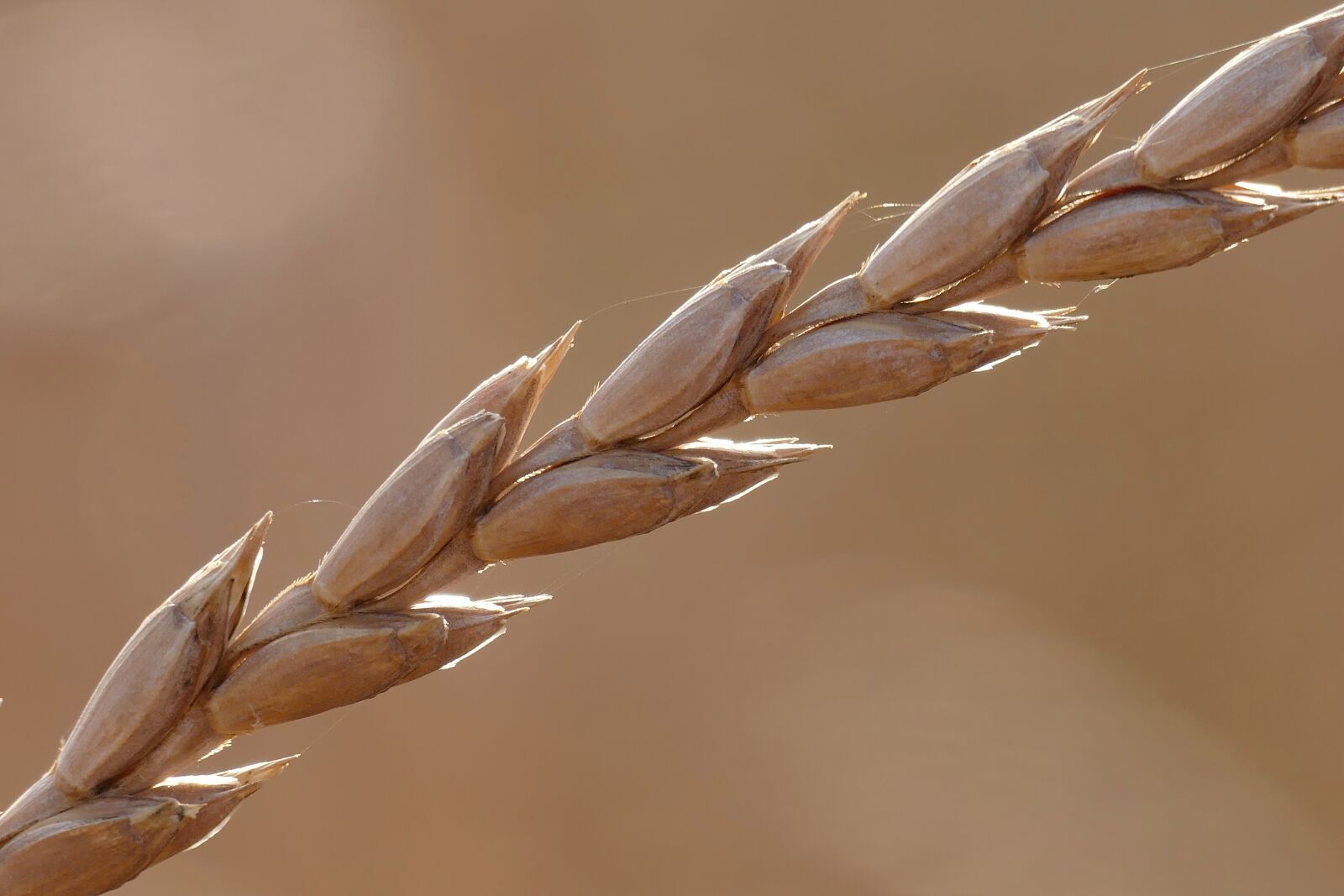 Panasonic Lumix DMC-FZ1000 sample photo. Spelt, cereals, triticum aestivum photography