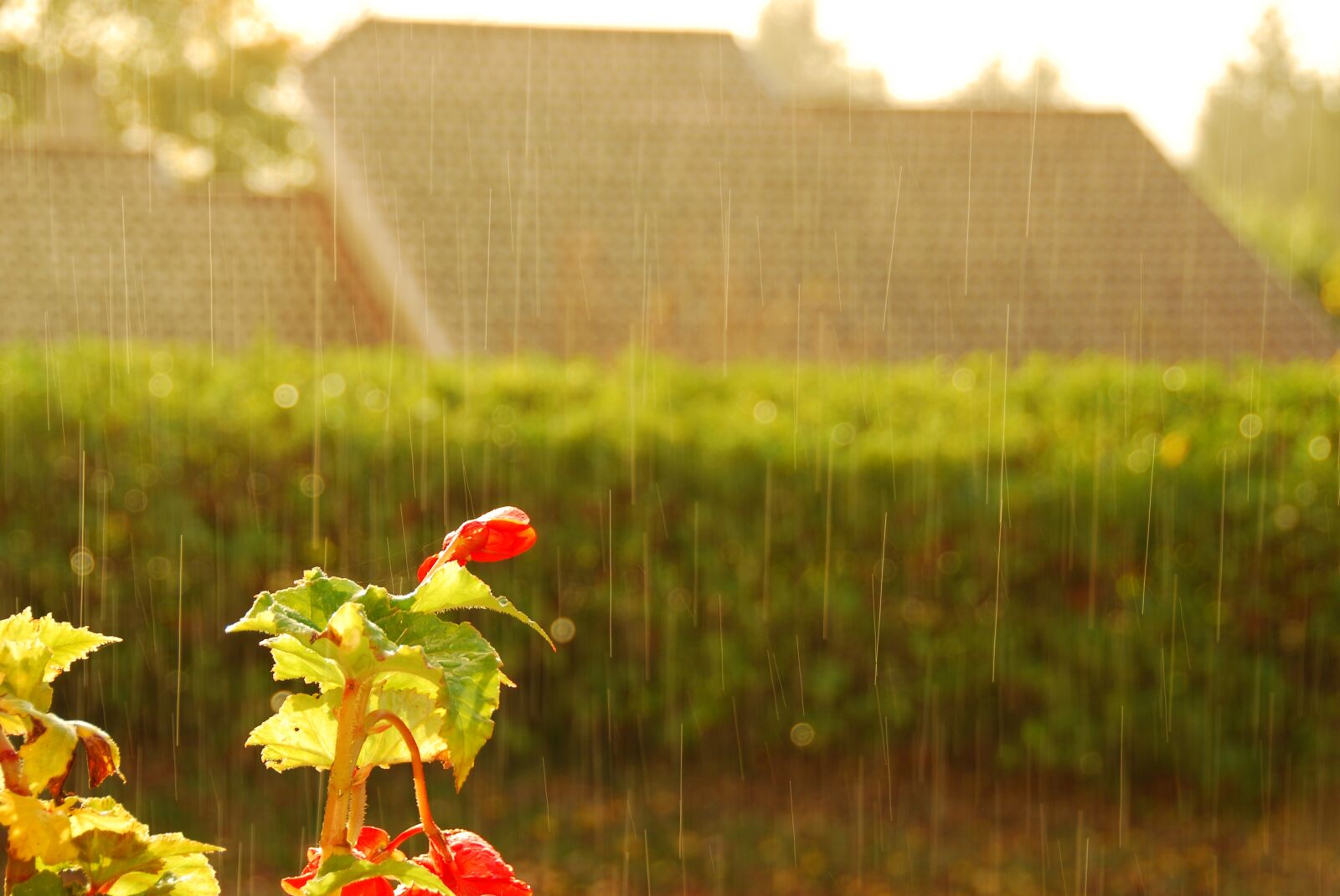 Nikon D80 sample photo. Flower, rain, sun photography