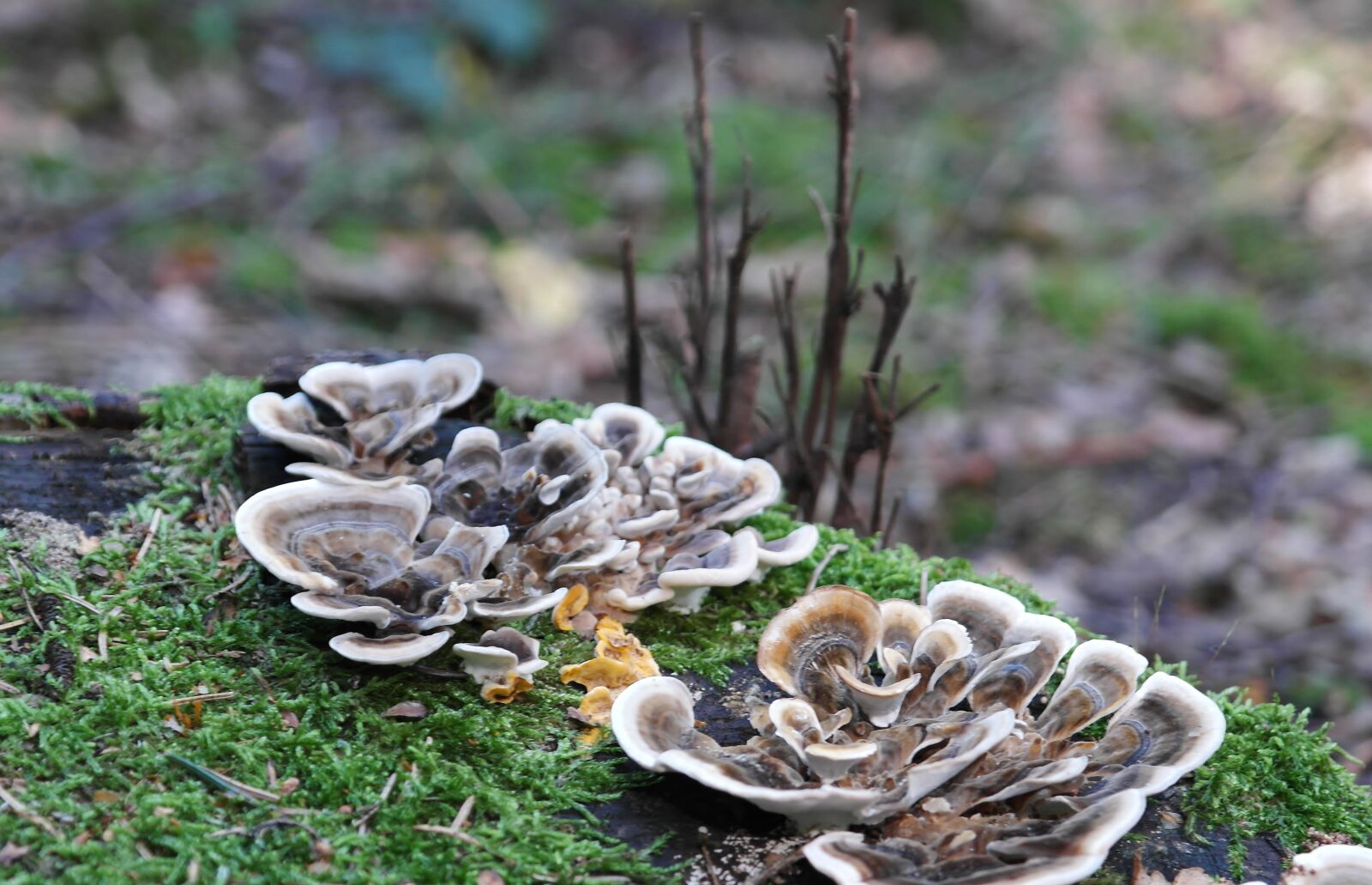 Samsung NX20 sample photo. Mushrooms, forest, forest floor photography
