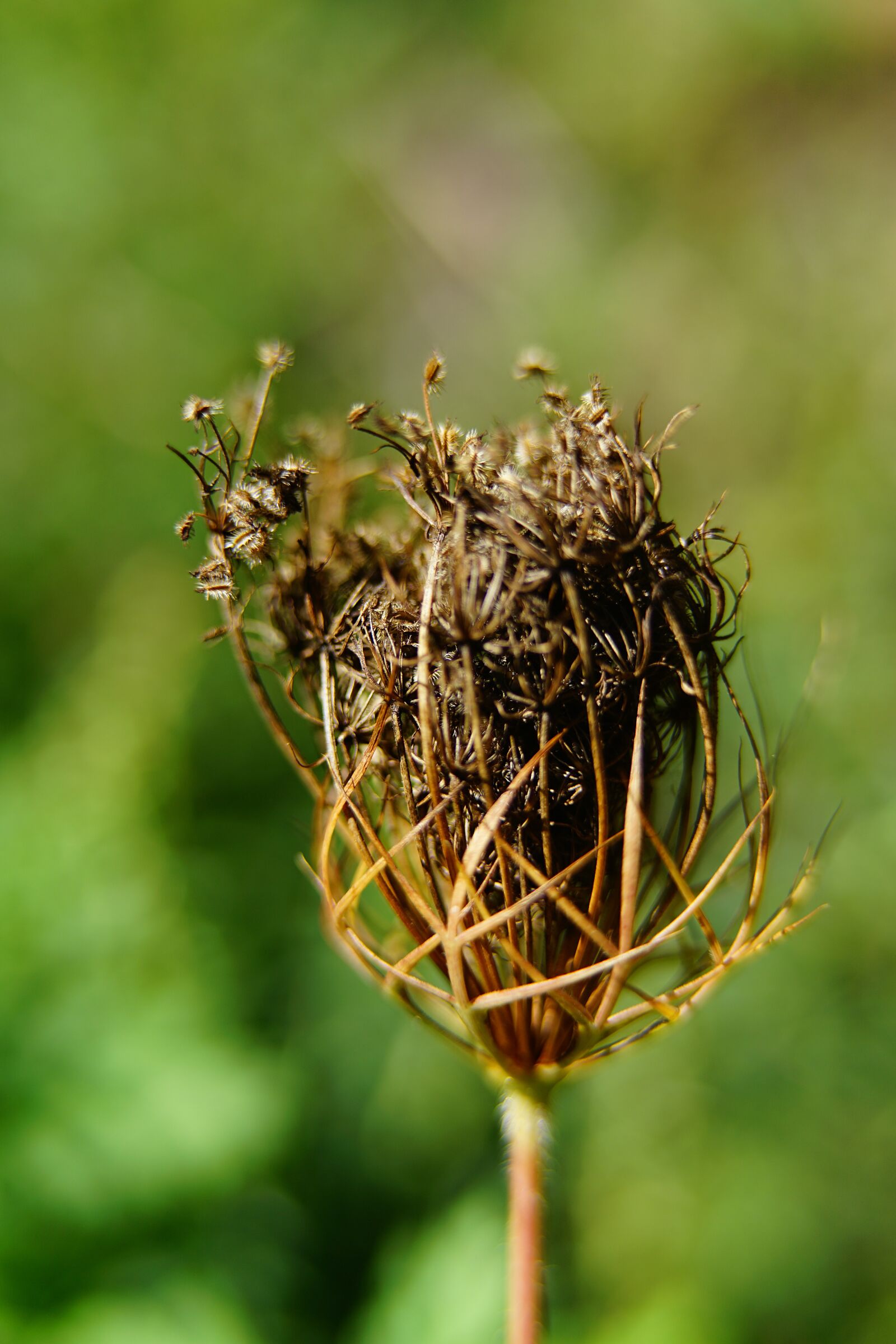 Samyang AF 45mm F1.8 FE sample photo. Dried flower, withered, wildflower photography