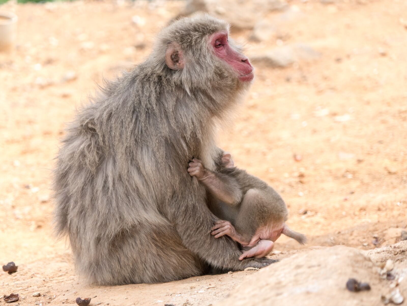Sony a7R II + Sony FE 24-240mm F3.5-6.3 OSS sample photo. Monkey, mother, baby photography