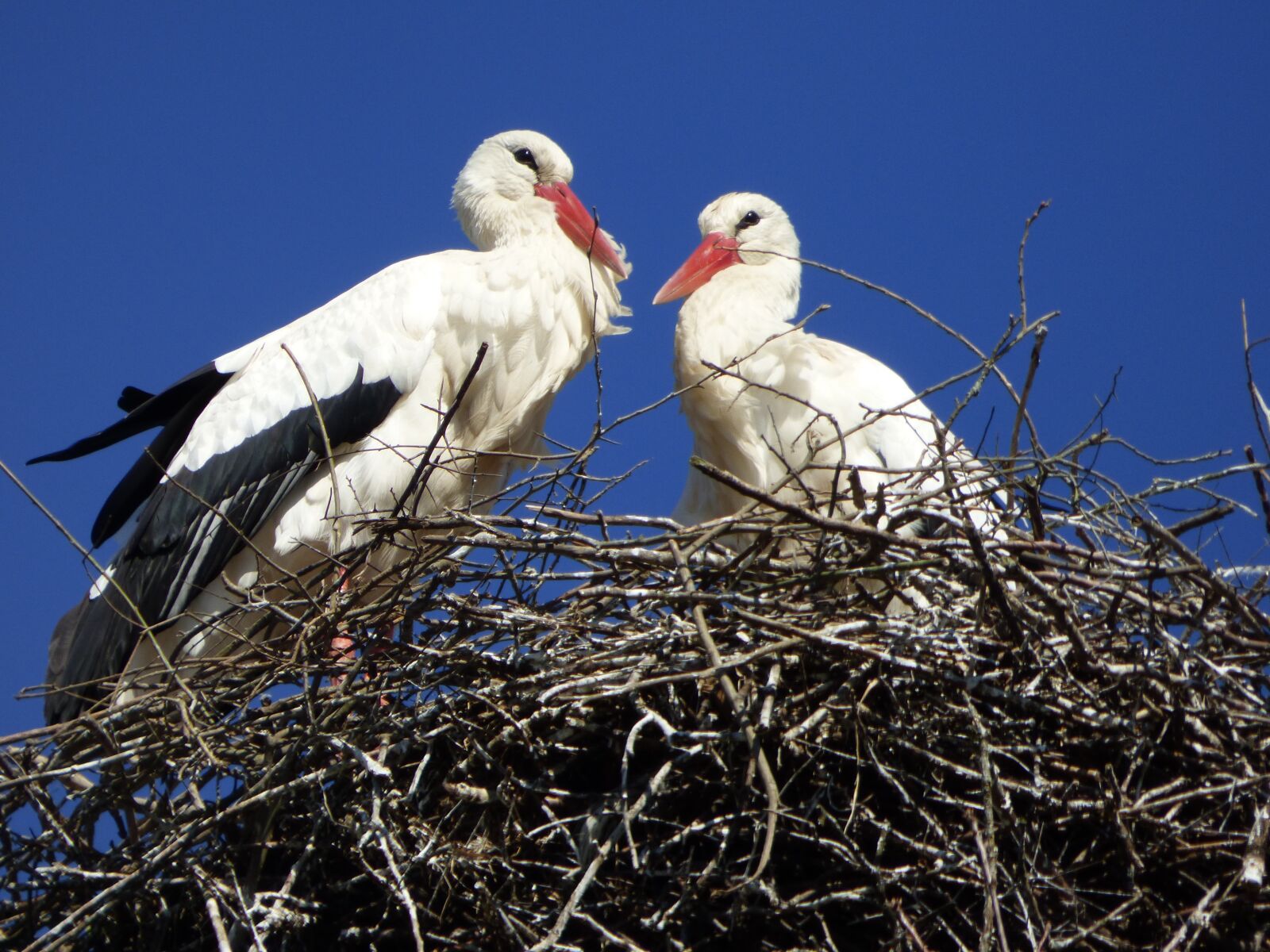 Panasonic DMC-FZ72 sample photo. Stork, alsace, france photography