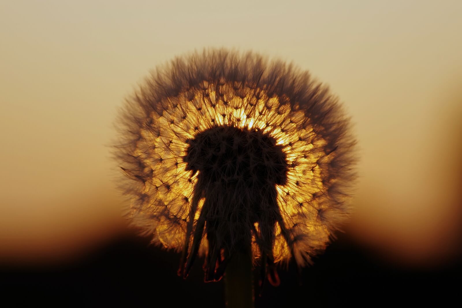 Pentax K-S2 sample photo. Dandelion, sunset, the sun photography