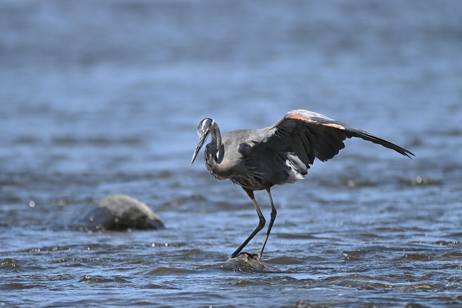 Nikon D500 sample photo. Heron, water, bird photography
