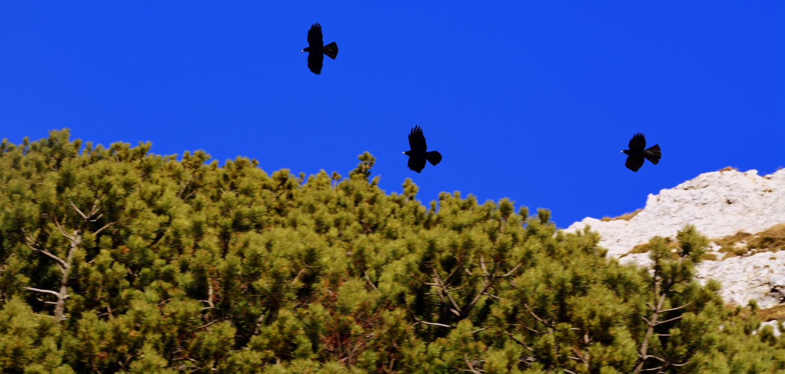 Nikon D7100 sample photo. Crow, nero, three photography
