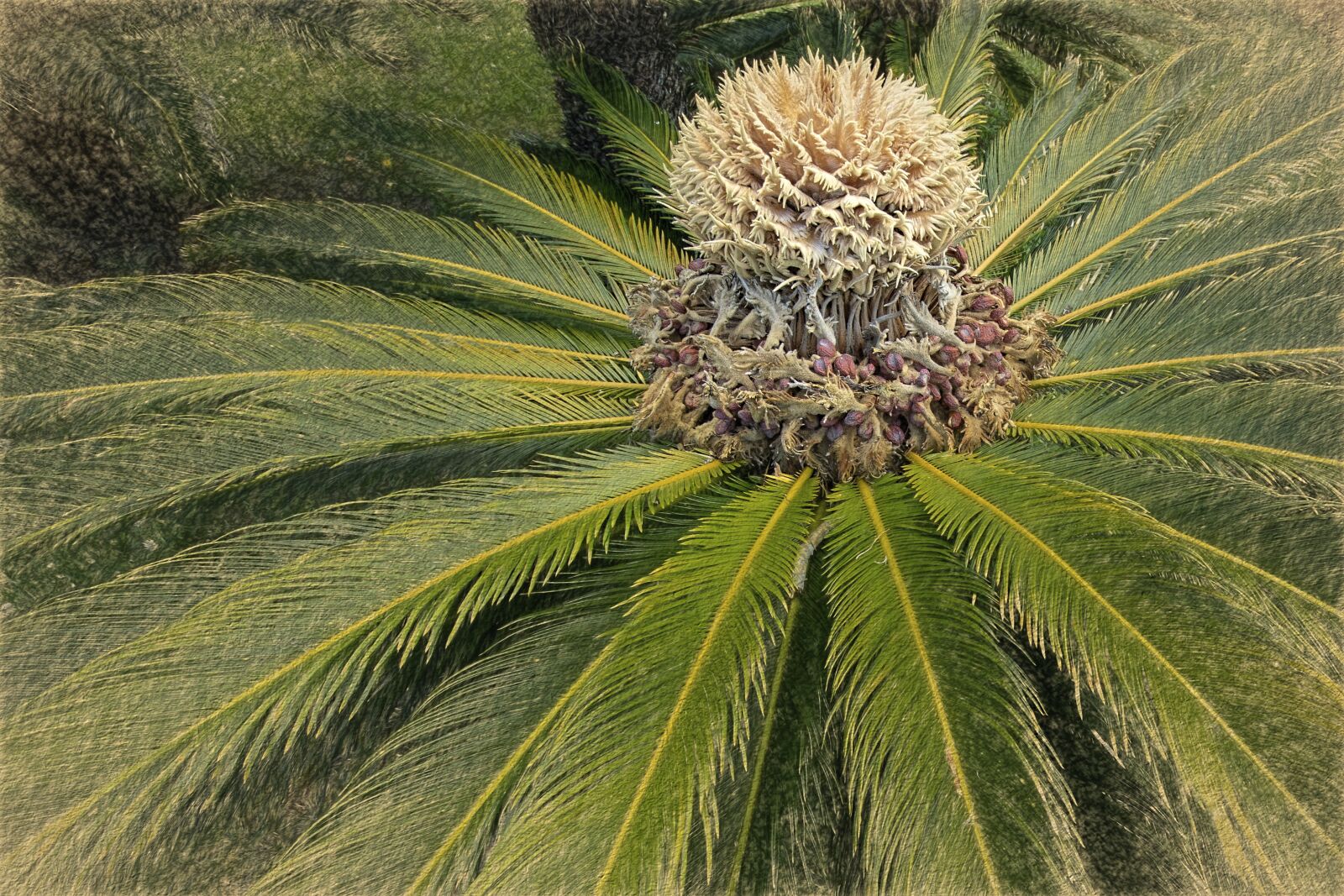 Nikon D7100 sample photo. Palm, flower, fruit photography