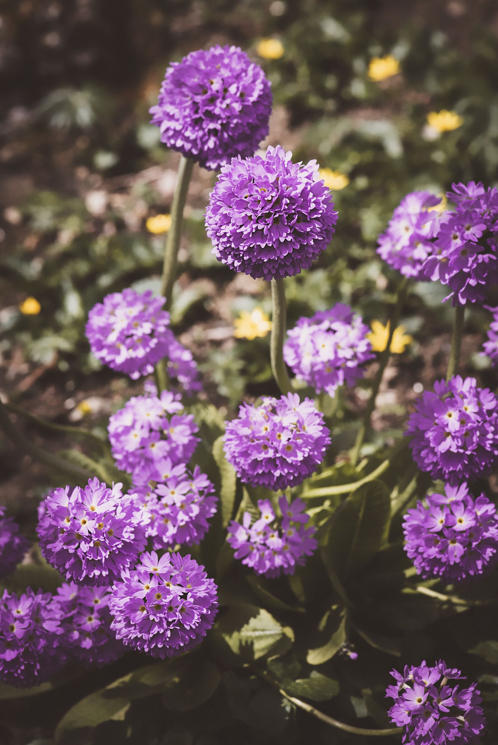 Nikon D750 sample photo. Ball-primrose, drumstick, flowers photography