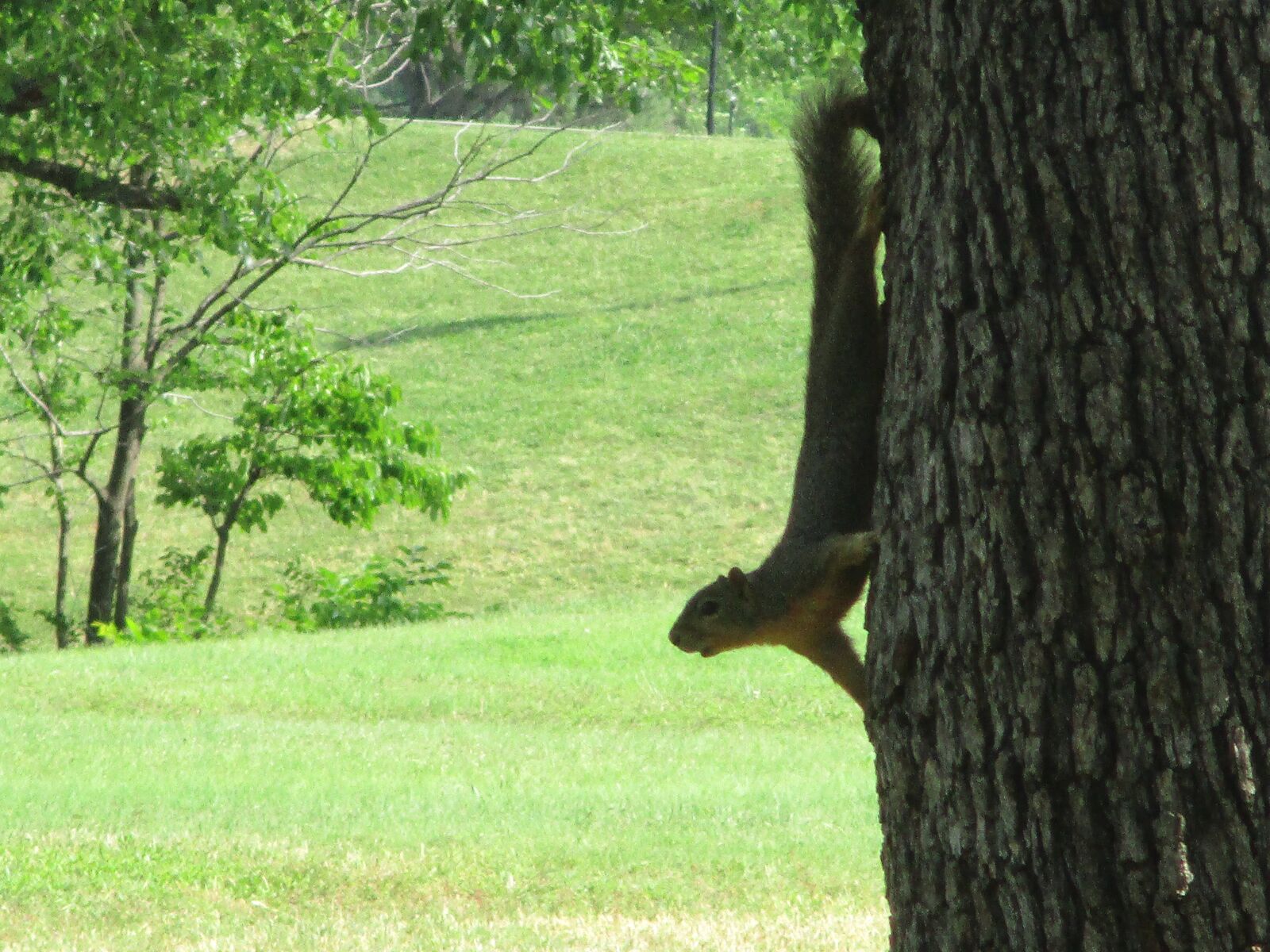 Canon PowerShot ELPH 180 (IXUS 175 / IXY 180) sample photo. Squirrel, tree ninja, tree photography
