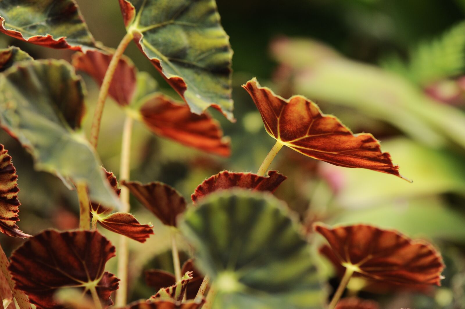 Nikon D700 sample photo. Plants, green, environment photography