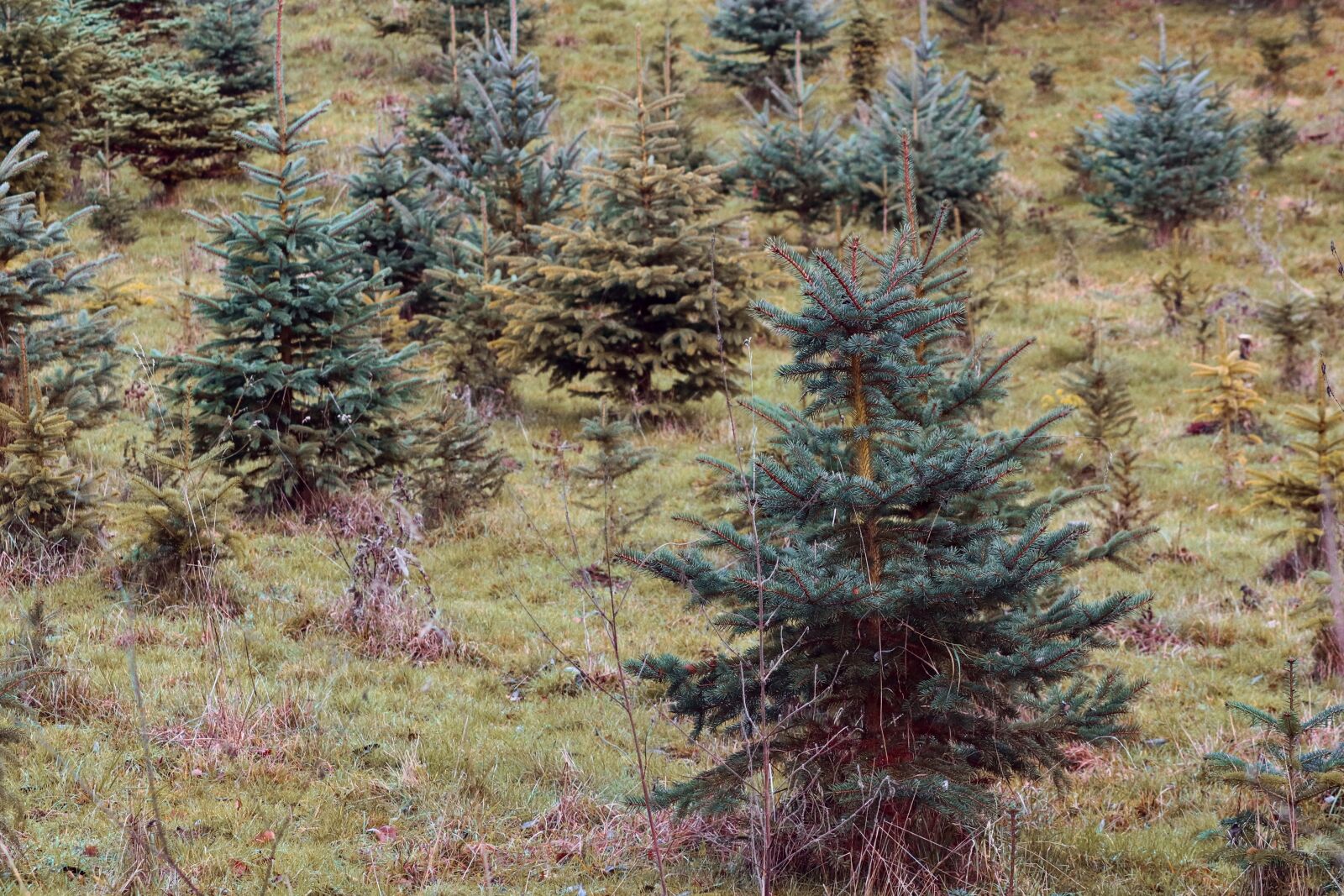Canon EOS 200D (EOS Rebel SL2 / EOS Kiss X9) sample photo. Christmas trees, spruce, firs photography