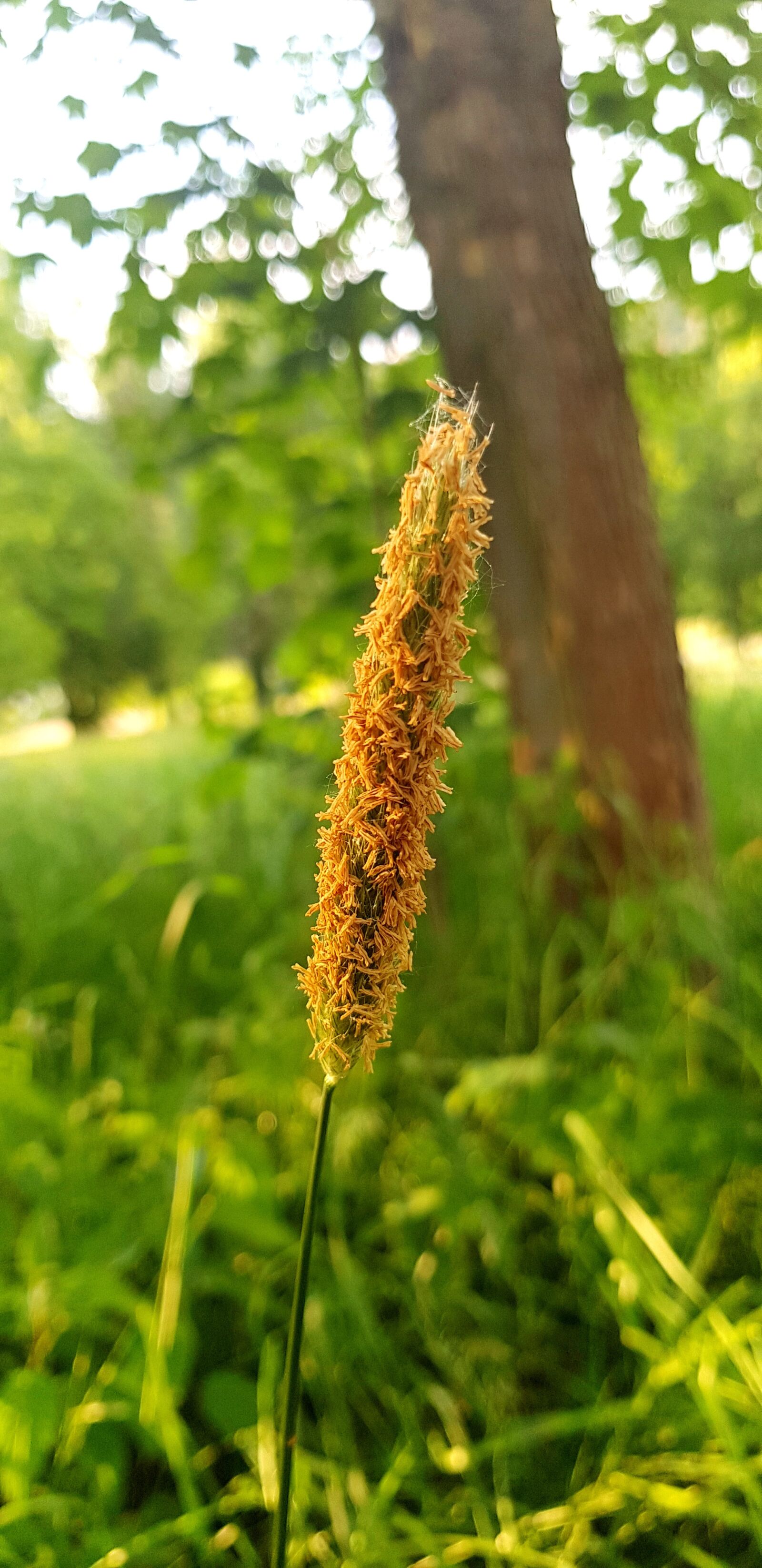 Samsung Galaxy S8 sample photo. Blossom, bloom, spring photography