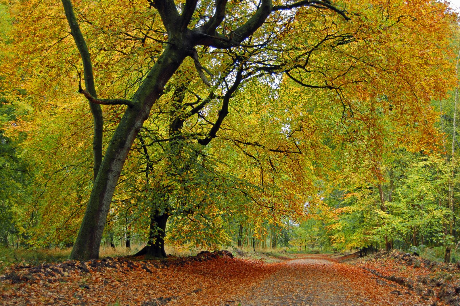 Nikon D50 sample photo. Autumn, fall, tree photography