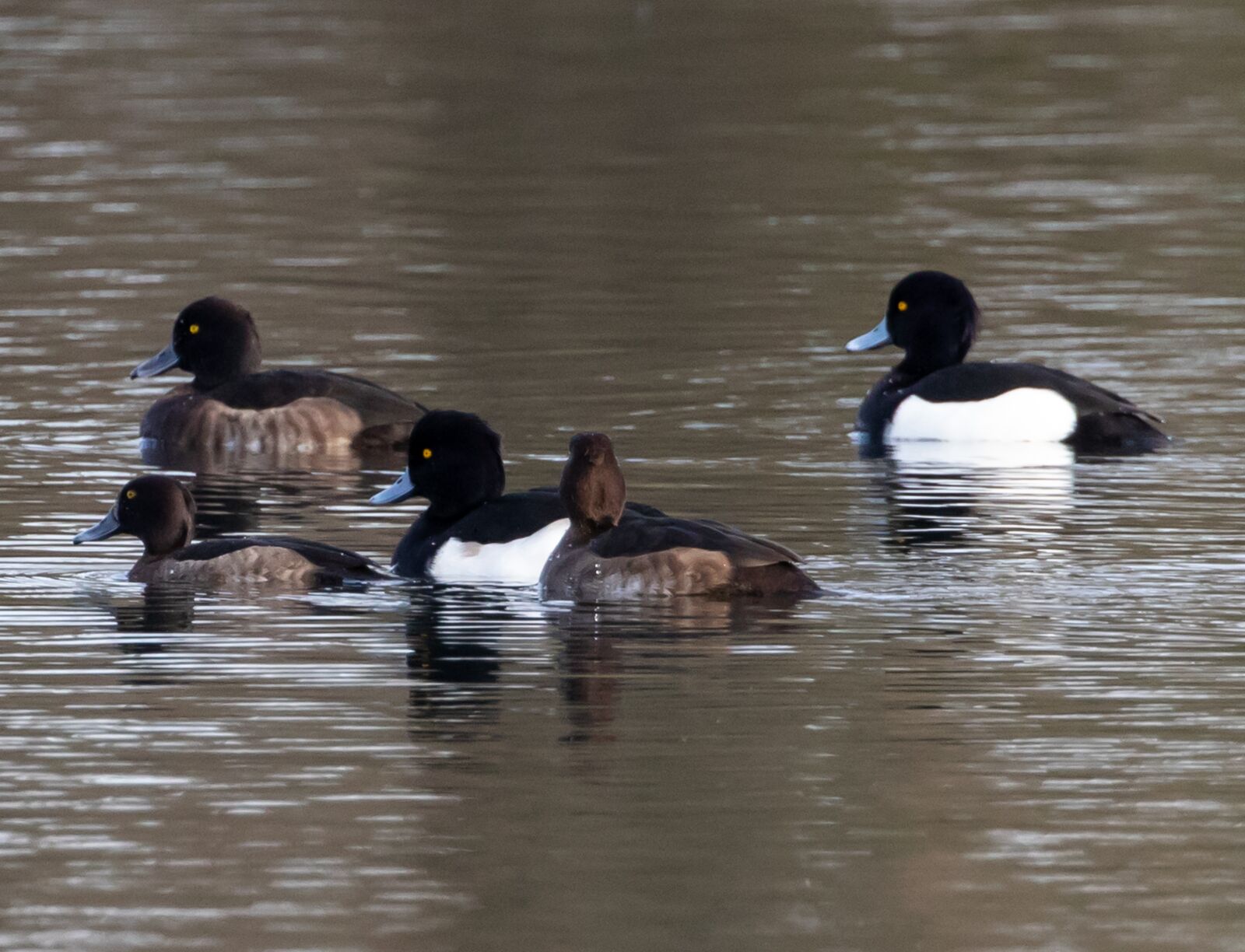 Canon EOS 7D Mark II sample photo. Black headed duck, black photography