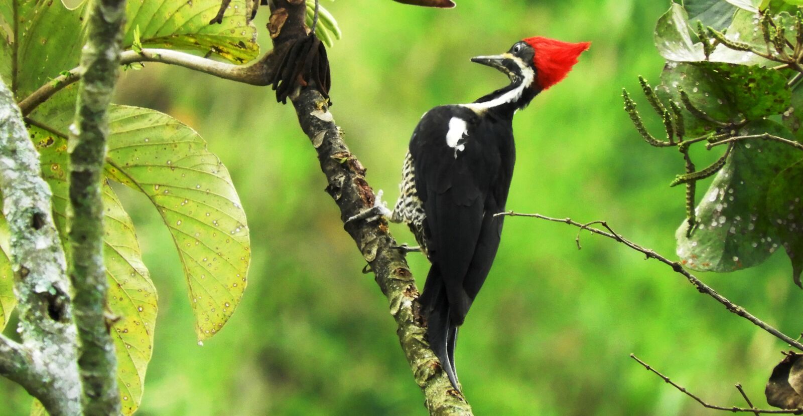 Nikon Coolpix B700 sample photo. Ave, woodpecker, nature photography