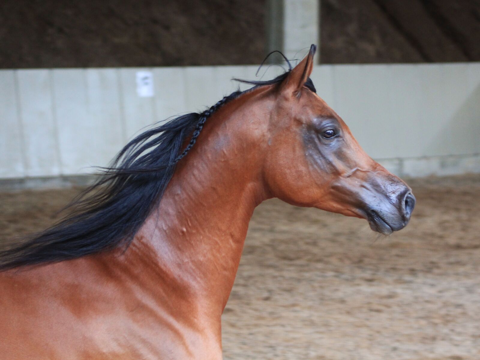 Canon EF 75-300mm f/4-5.6 sample photo. Arabs, horse, stallion photography