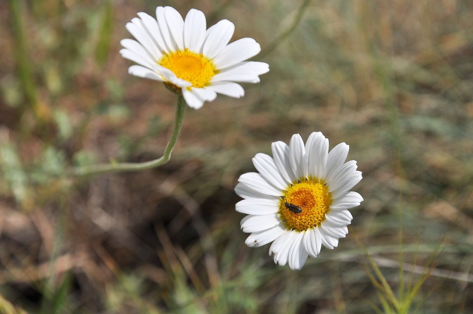 Nikon D90 sample photo. Daisy, flower, spring photography