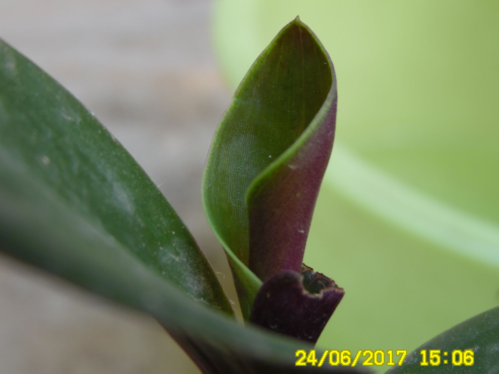 Samsung WB1100F/WB1101F/WB1102F sample photo